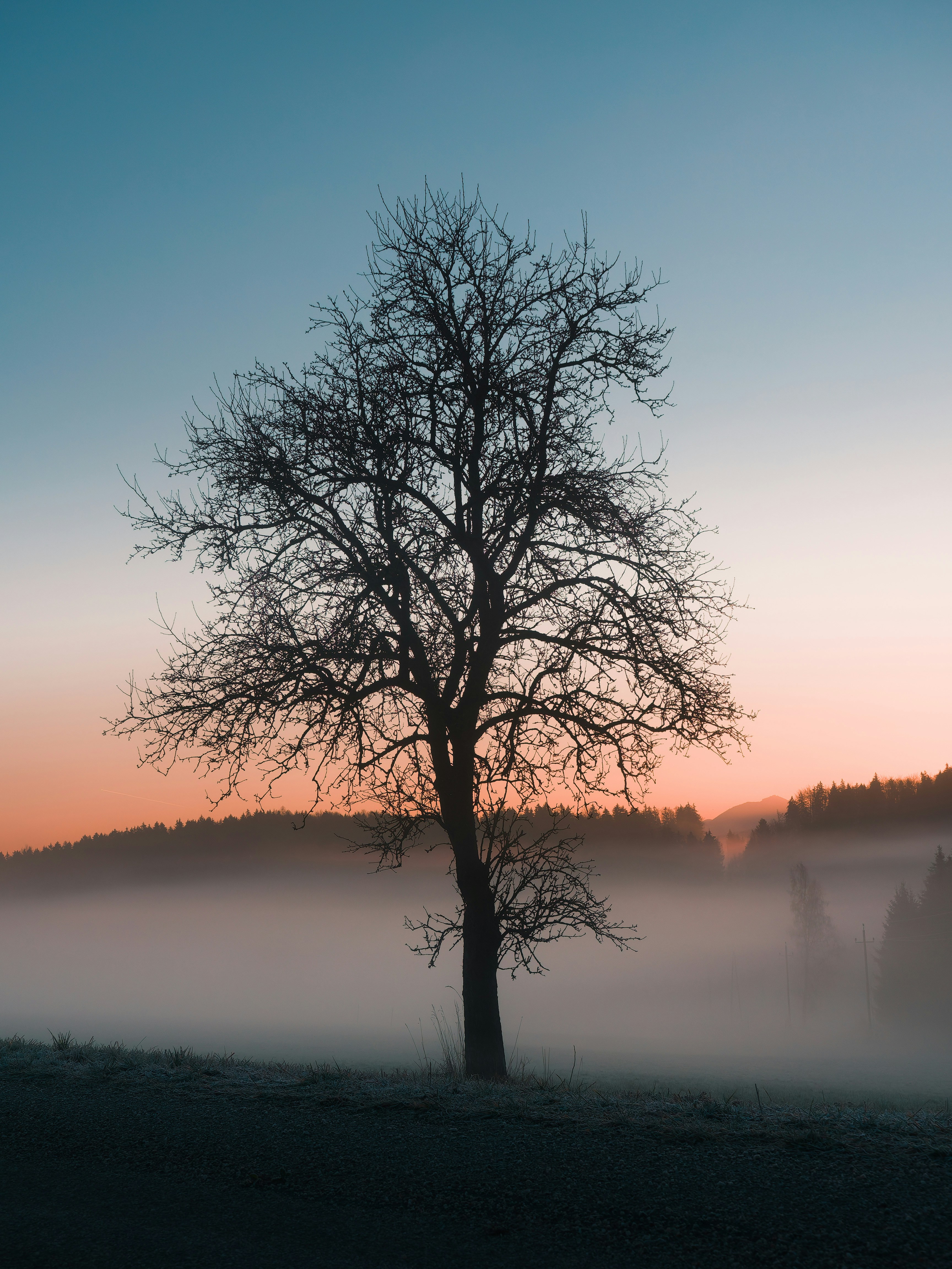 Bare tree in misty field at sunrise