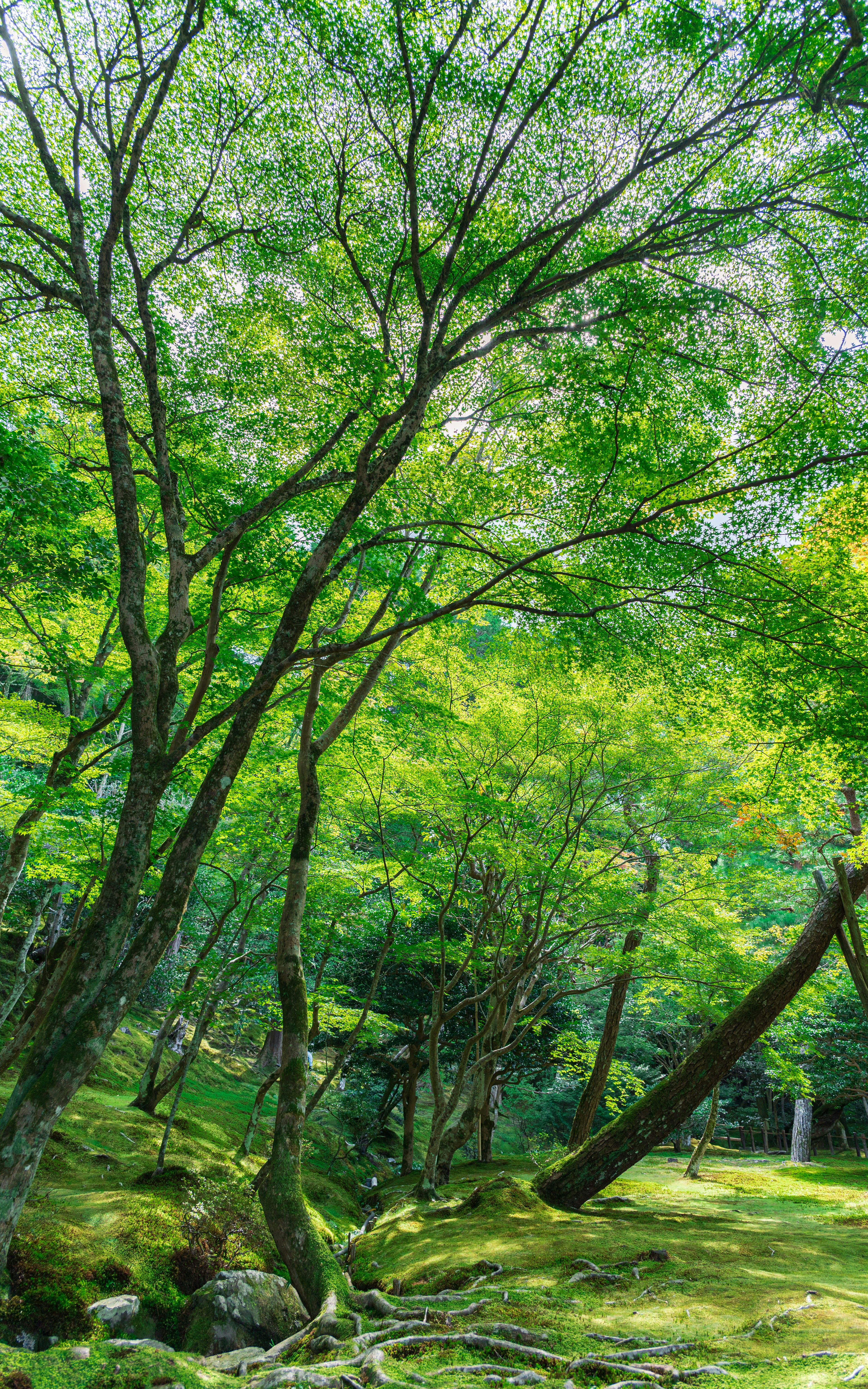 Healing Japanese forest for wellness