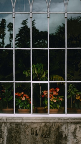 Potted flowering plants visible through a window