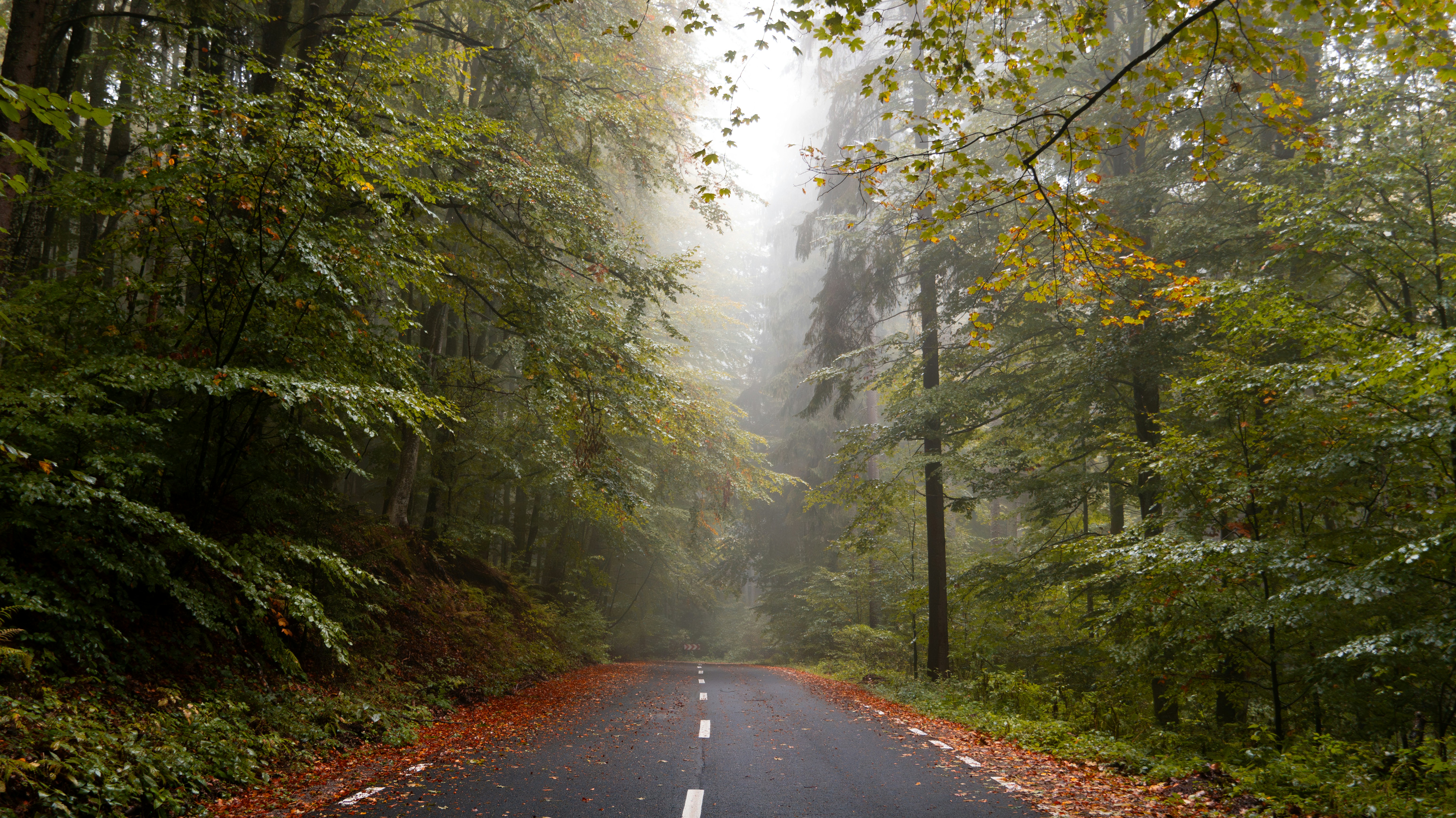 Photo by vladutremus