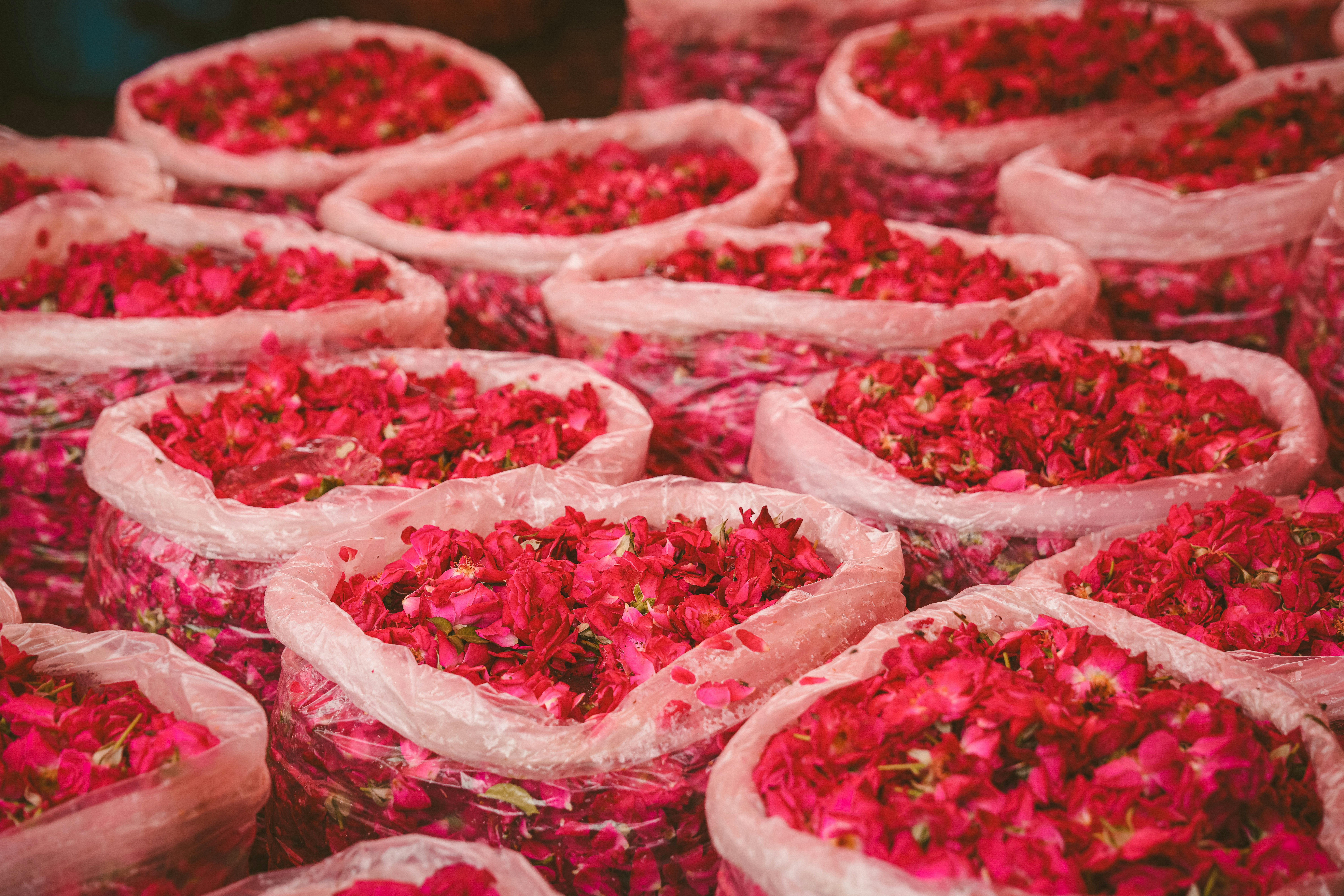 Top Customer Favorites by Strain Flavor and Effect