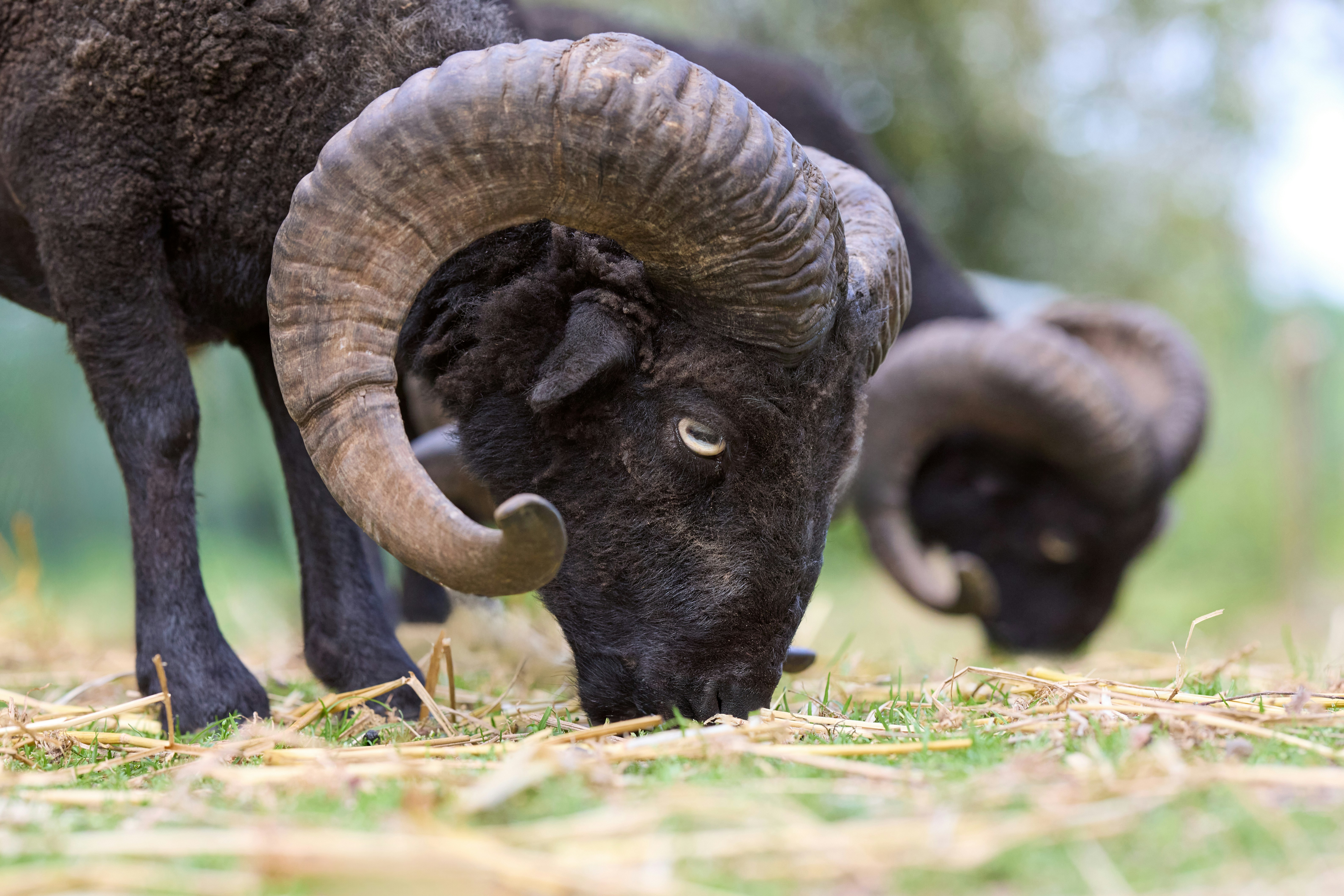 Photo by erwinbosman