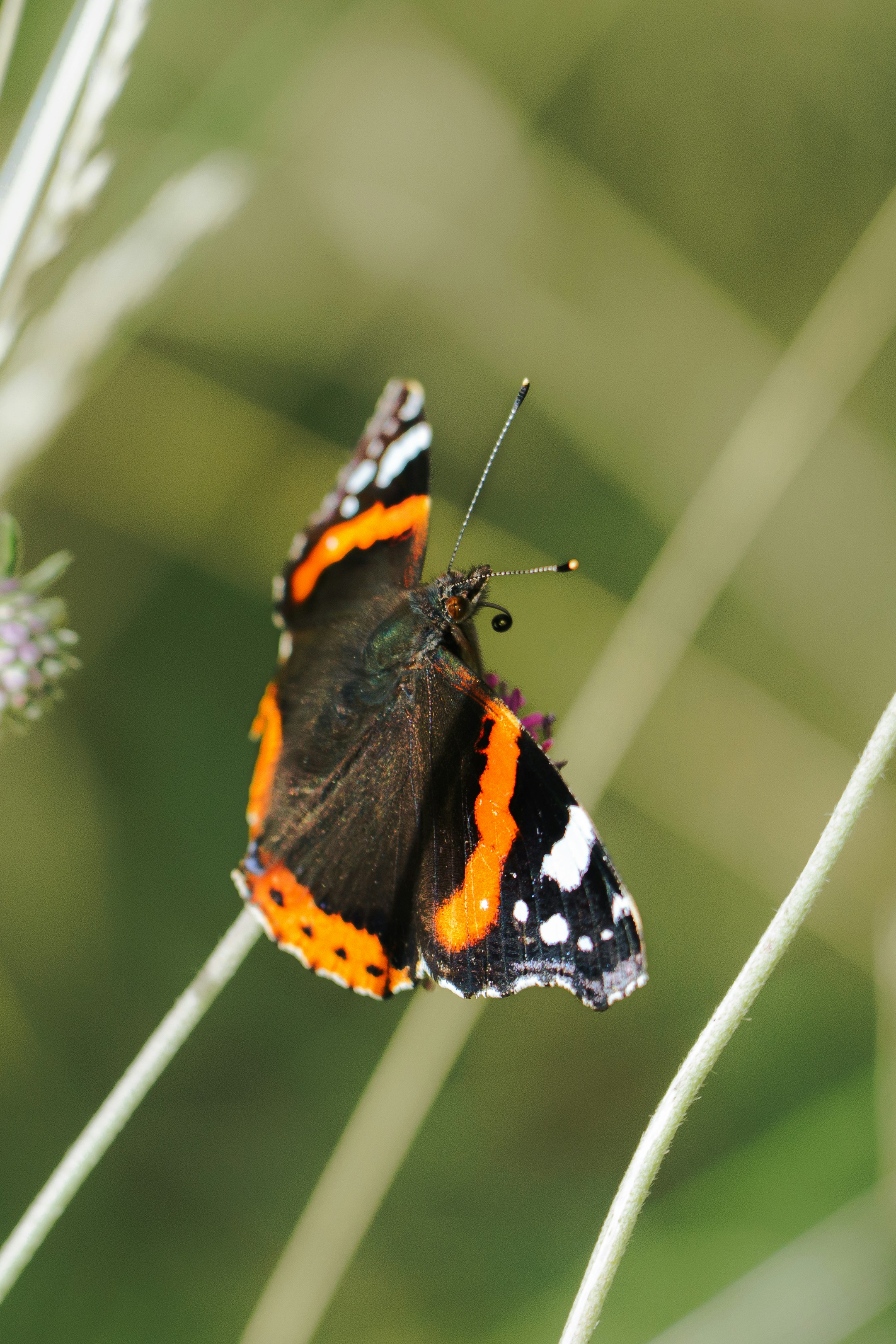 A red admiral butterfly rests on a plant.