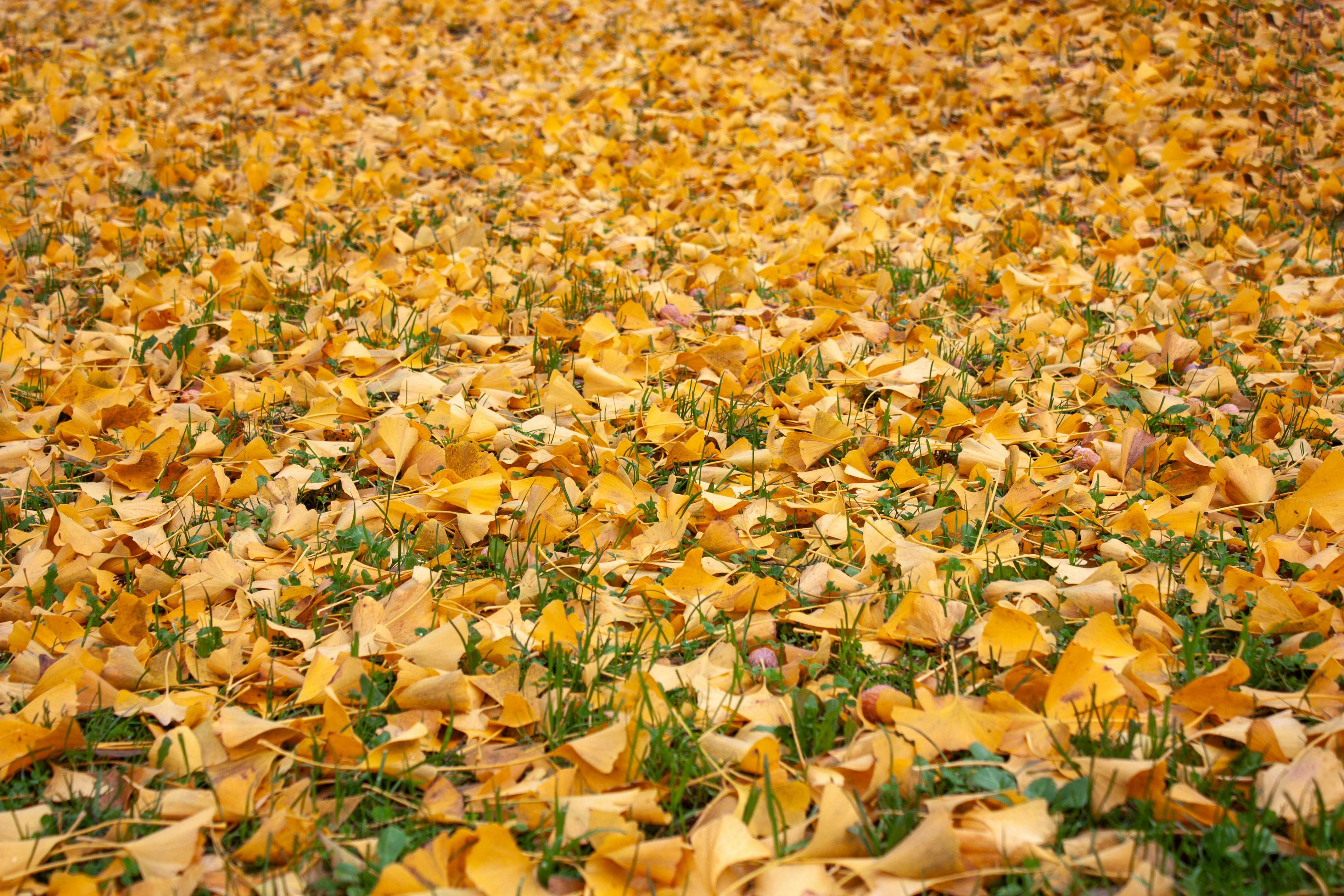 Un suelo cubierto de hojas amarillas caídas de otoño.