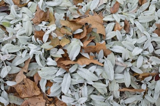 Dry autumn leaves scattered on pale green foliage.
