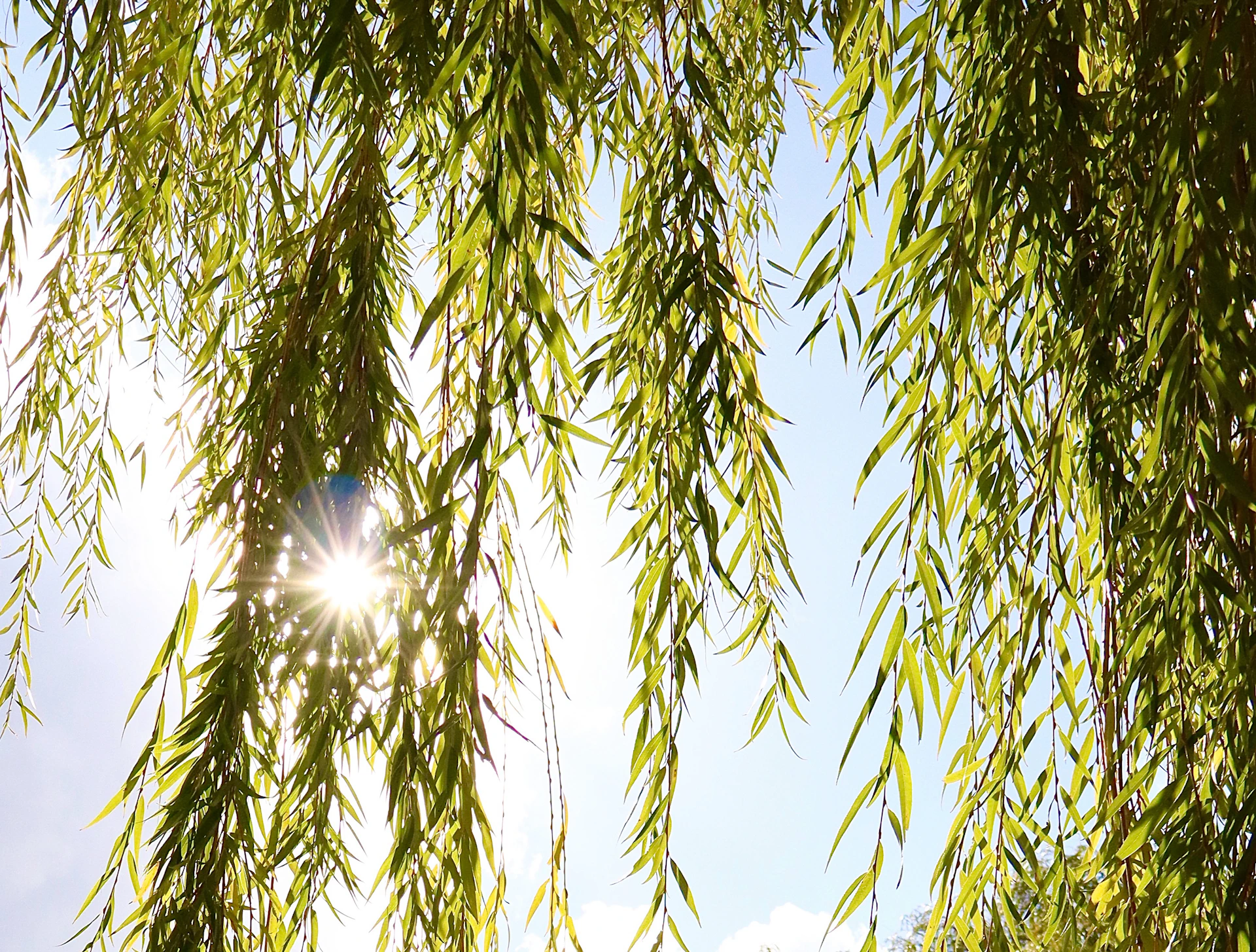 Sunlight shines through weeping willow branches