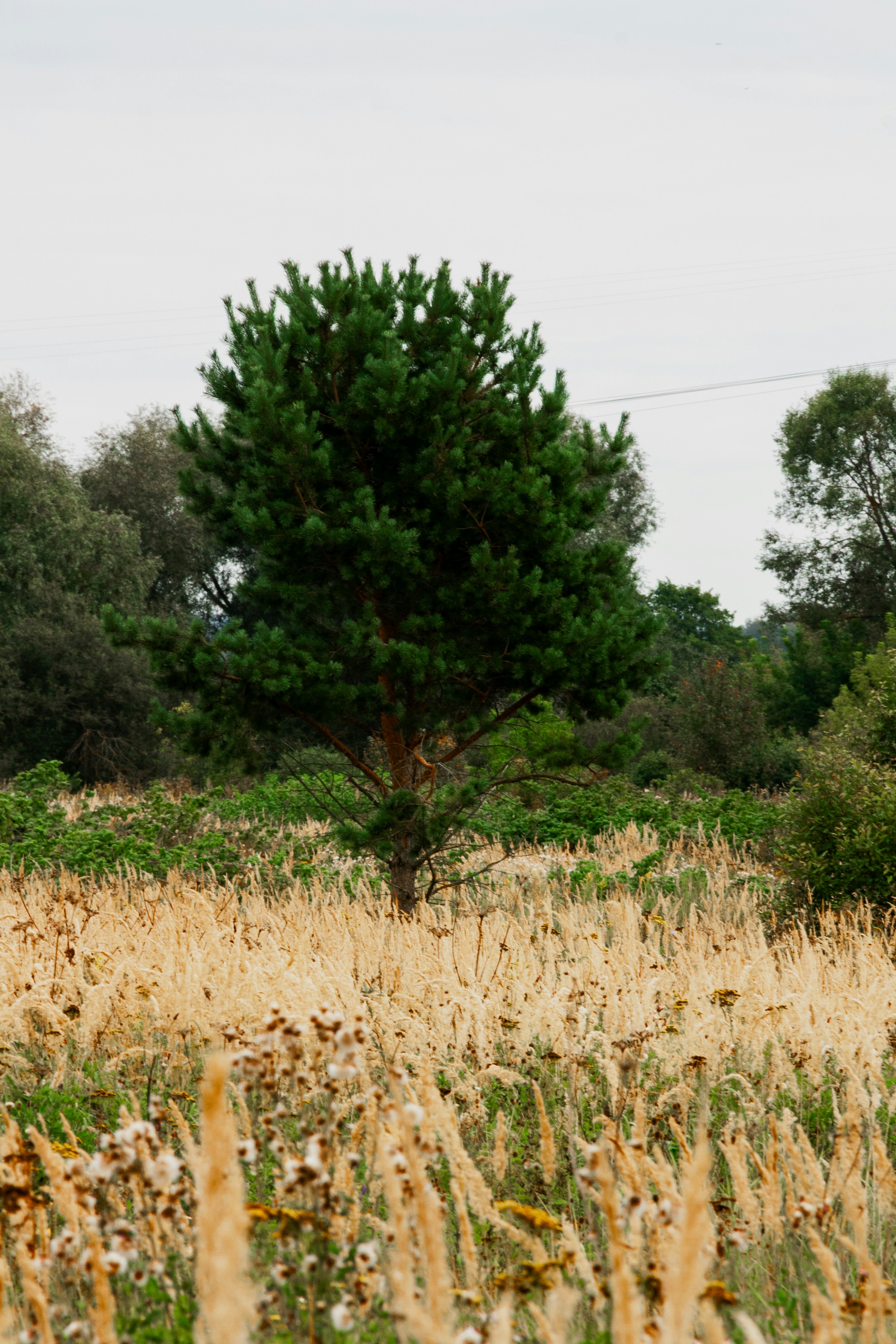 Photo by kulikovnik2