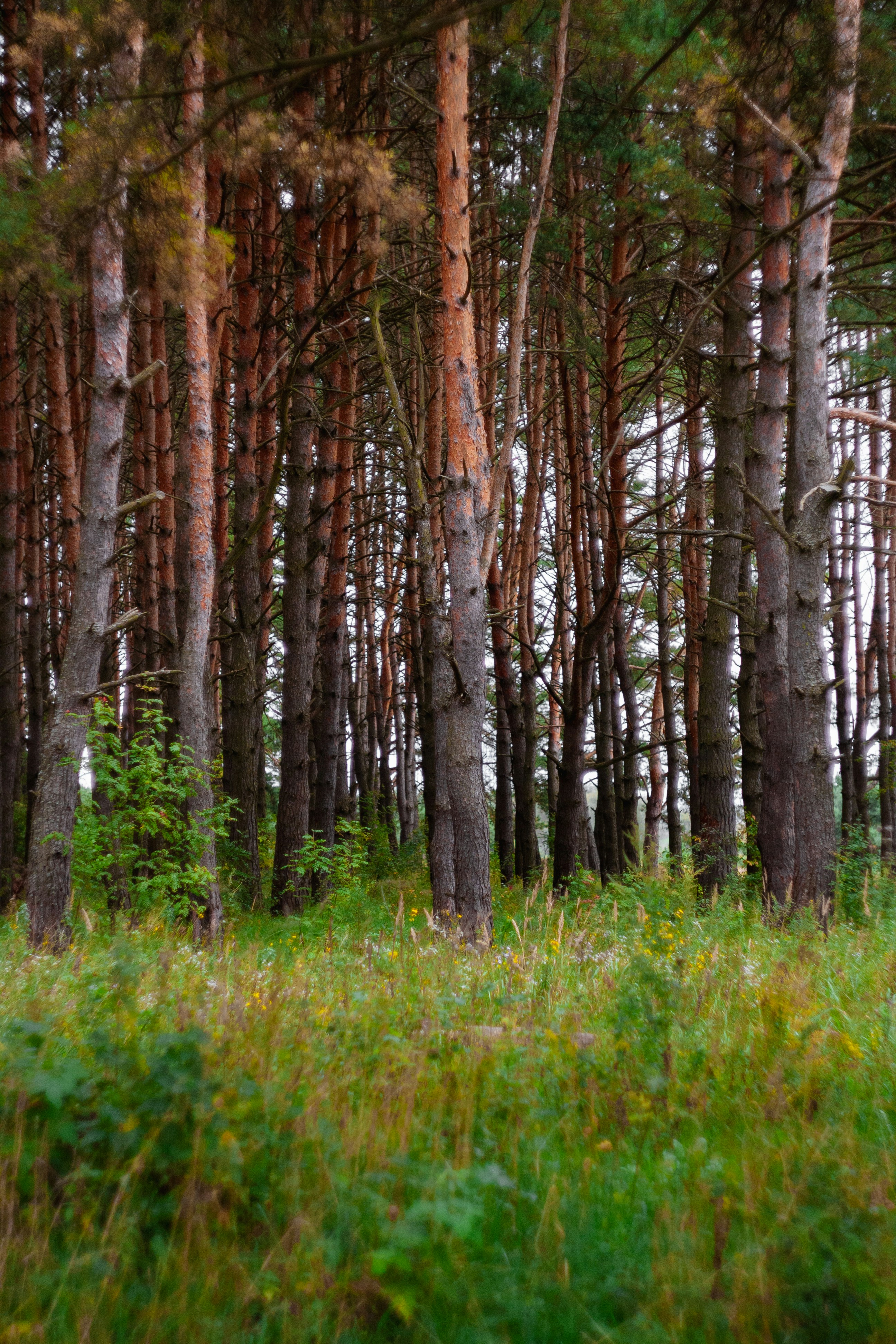 Photo by kulikovnik2