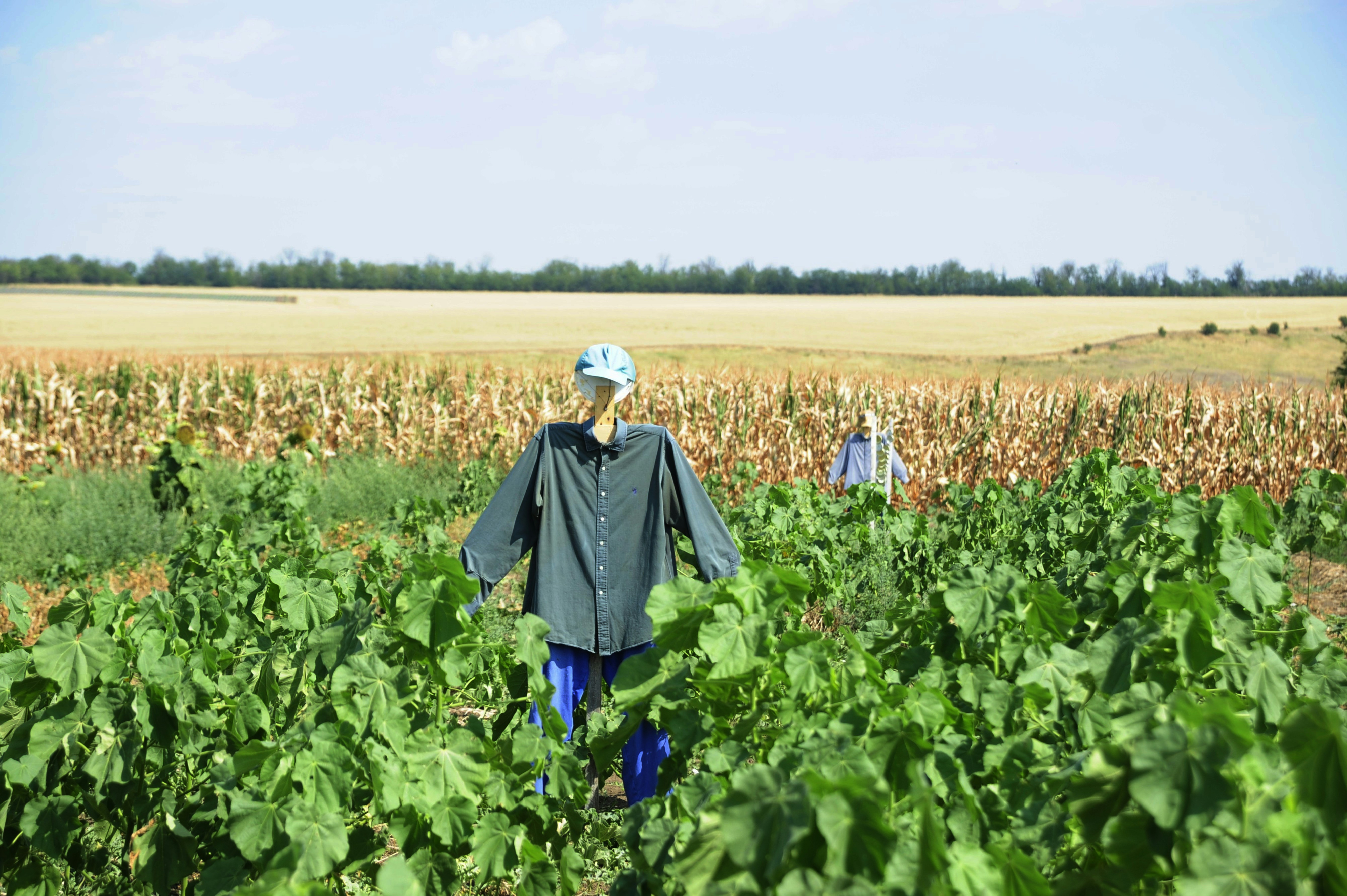 Two scarecrows stand in a green field.