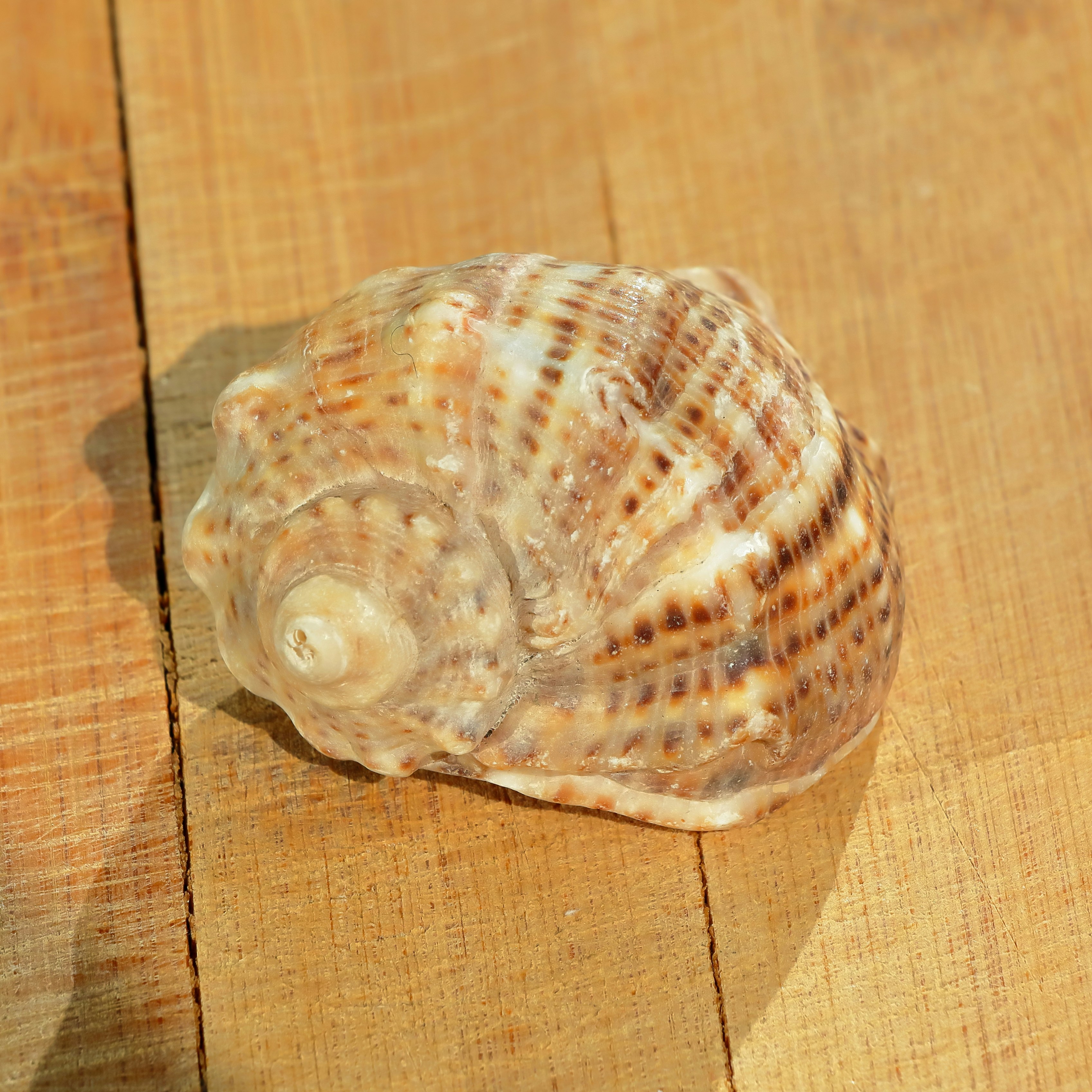 A textured seashell rests on a wooden surface.