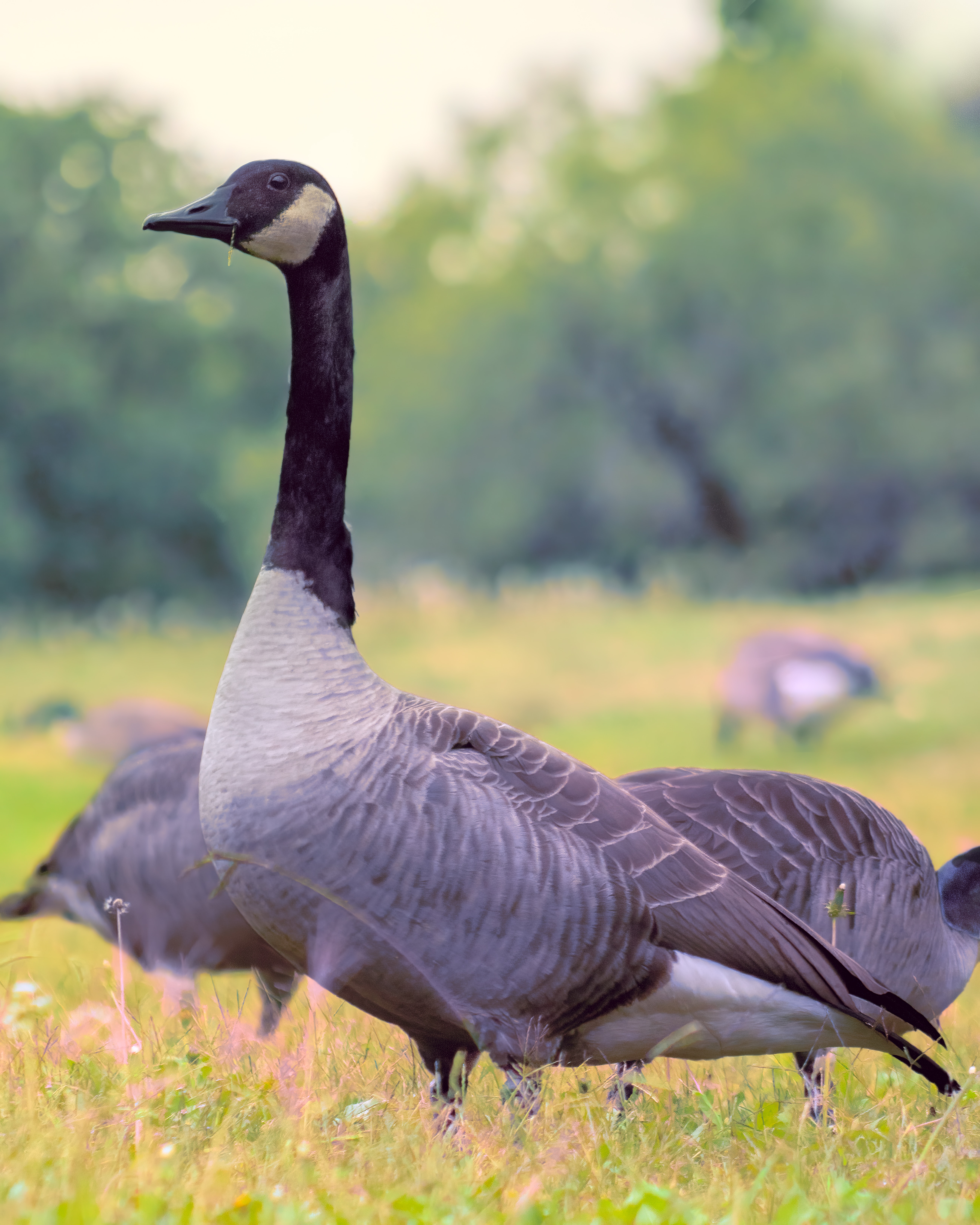 Gansos canadienses parados en un campo de hierba
