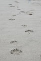 Paw prints trail across a sandy beach.