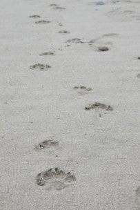 Paw prints trail across a sandy beach.
