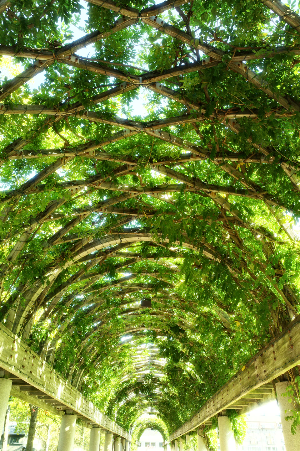 Long, arched wooden lattice structure with lush green vines covering its entire frame