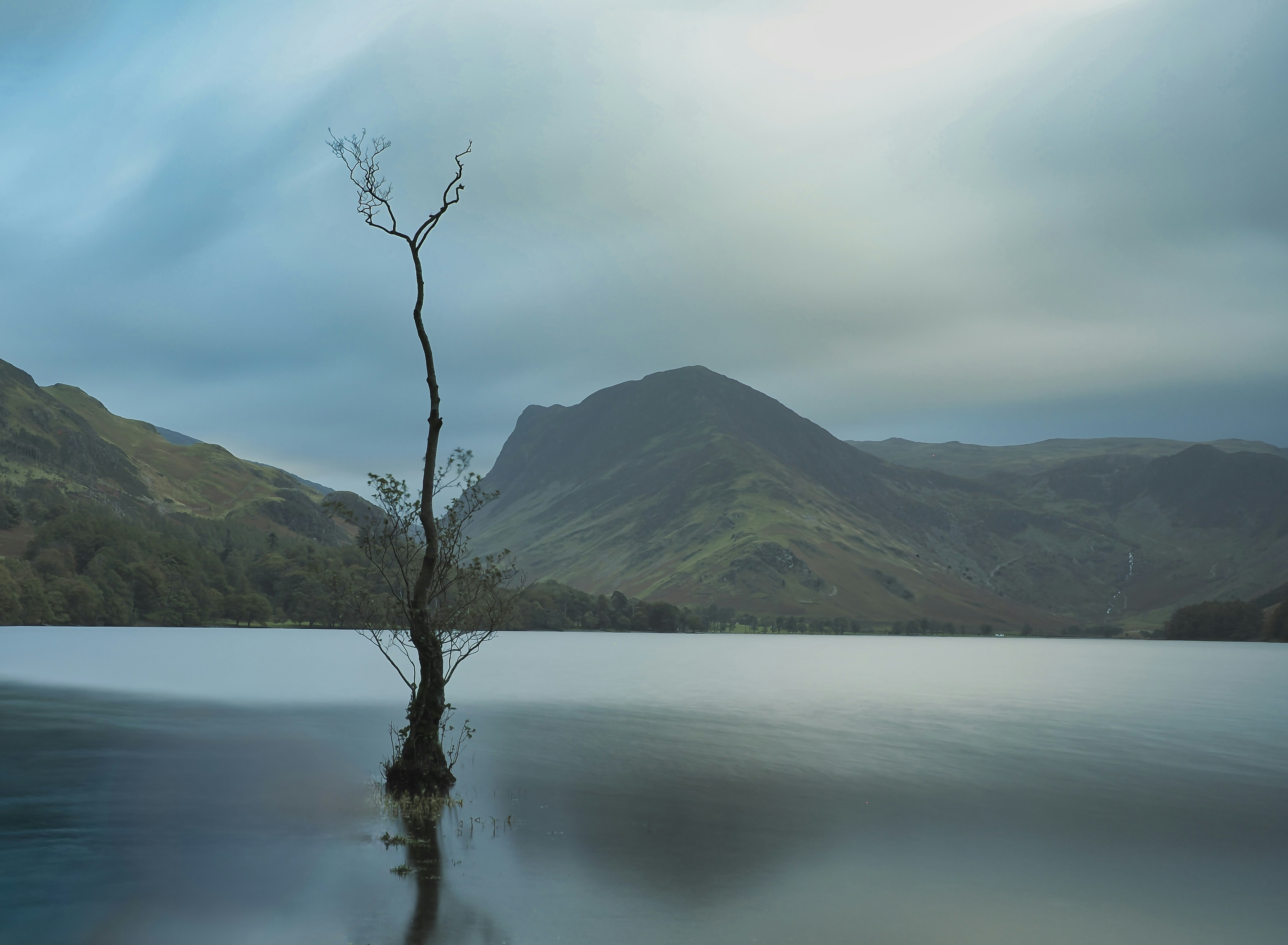 Solitary tree in a lake with mountains behind