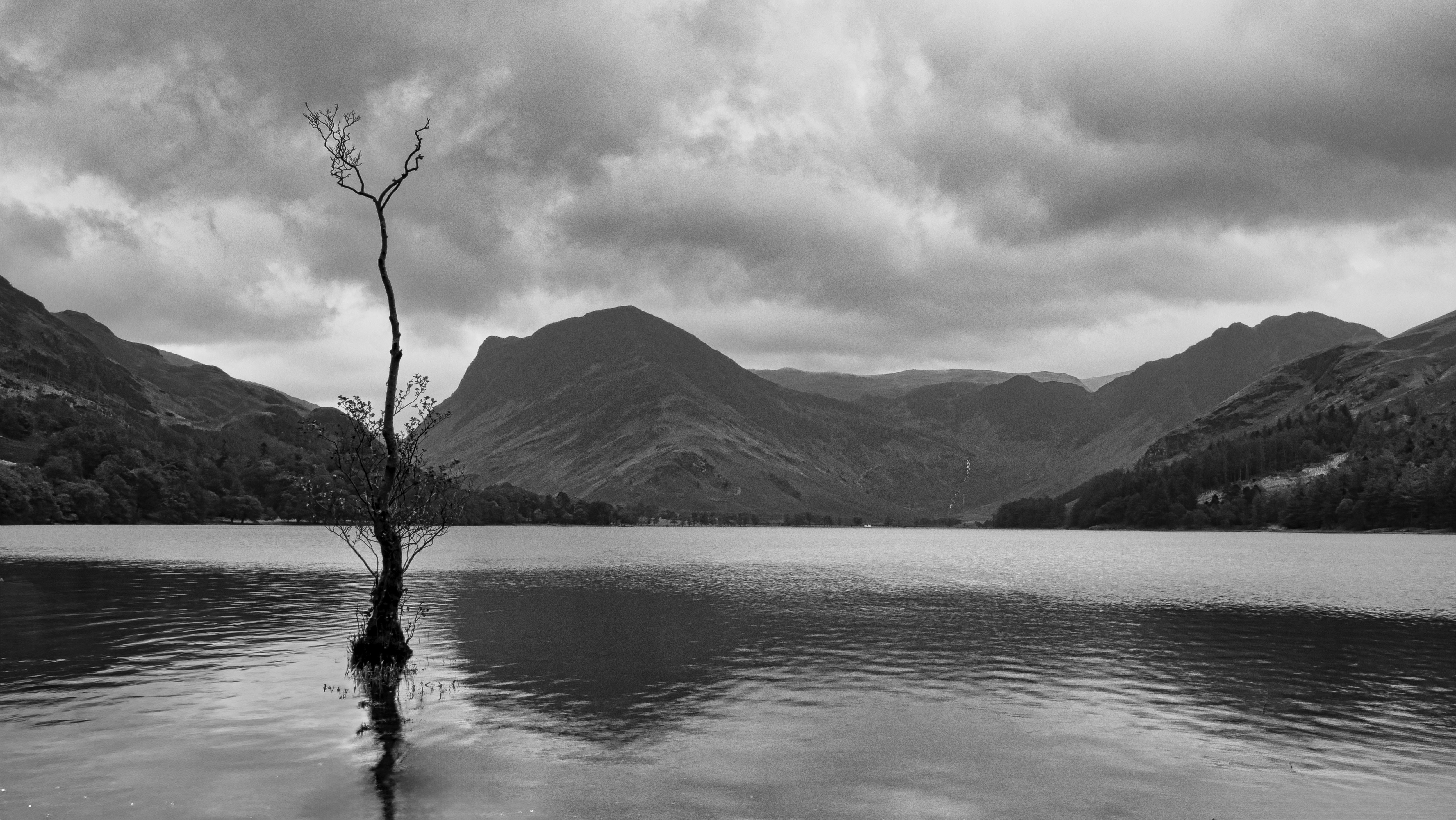 A solitary dead tree stands in a calm lake.