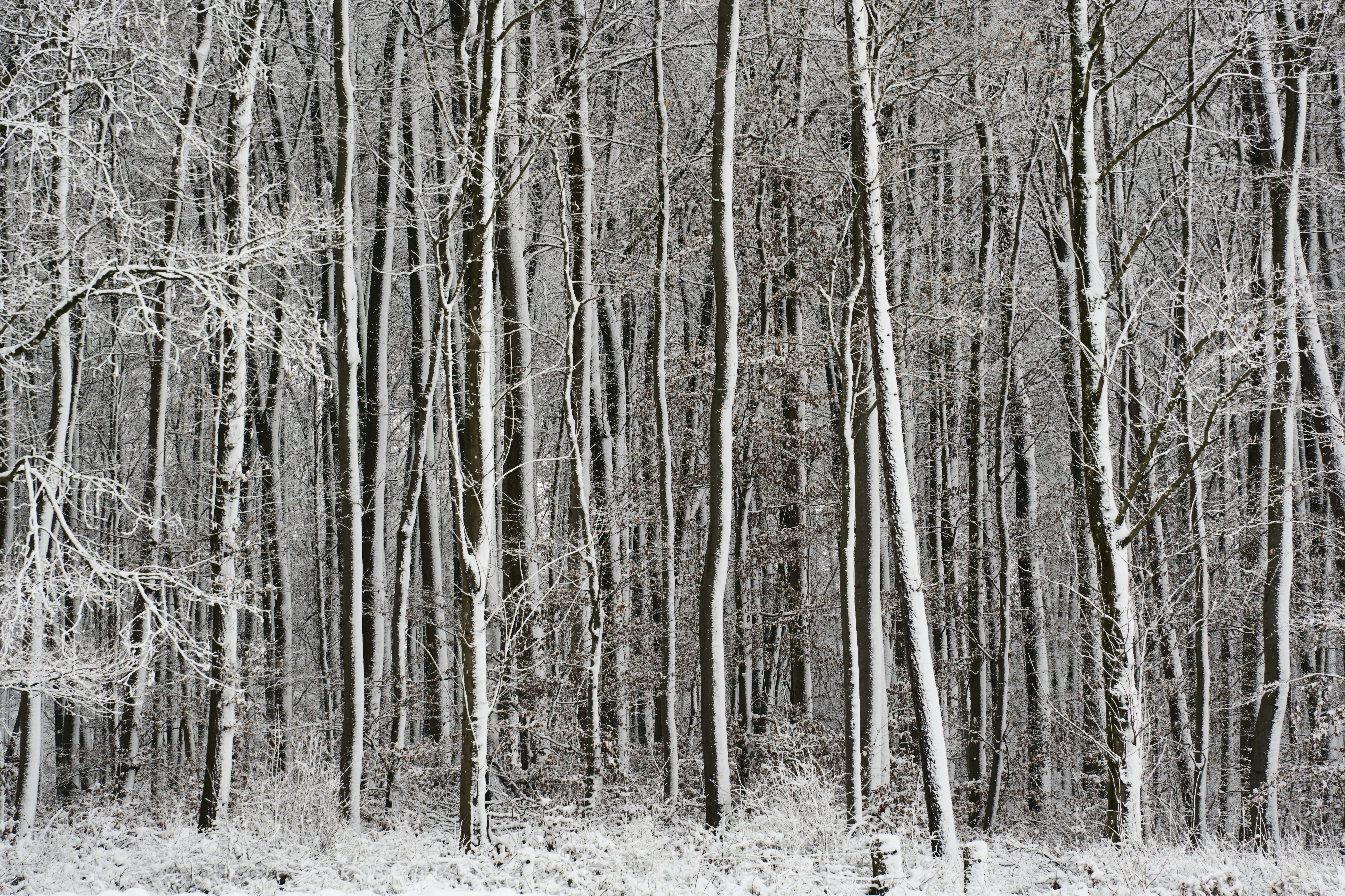 Photo by wolfgang_hasselmann