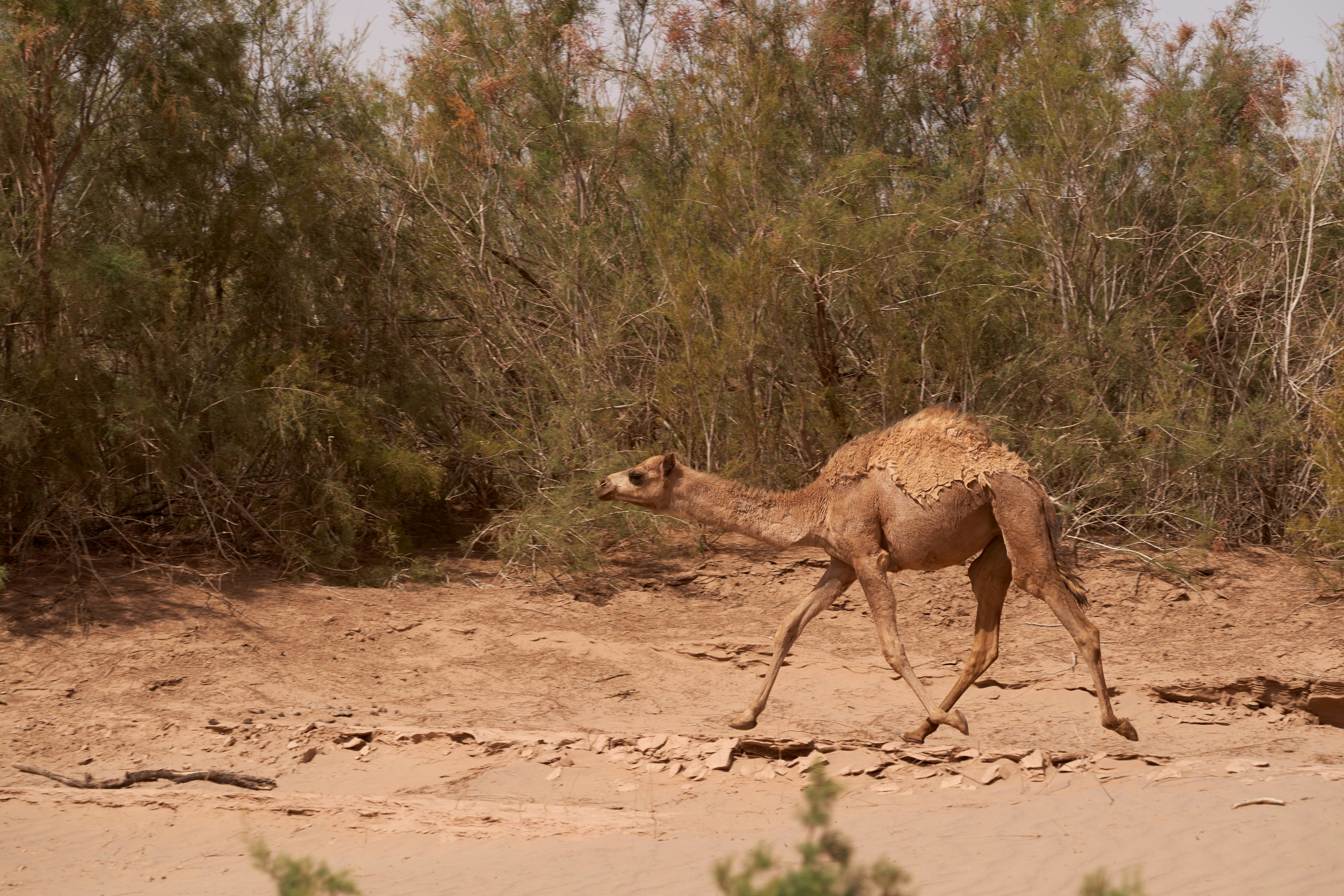 Un camello camina por un paisaje desértico arenoso.