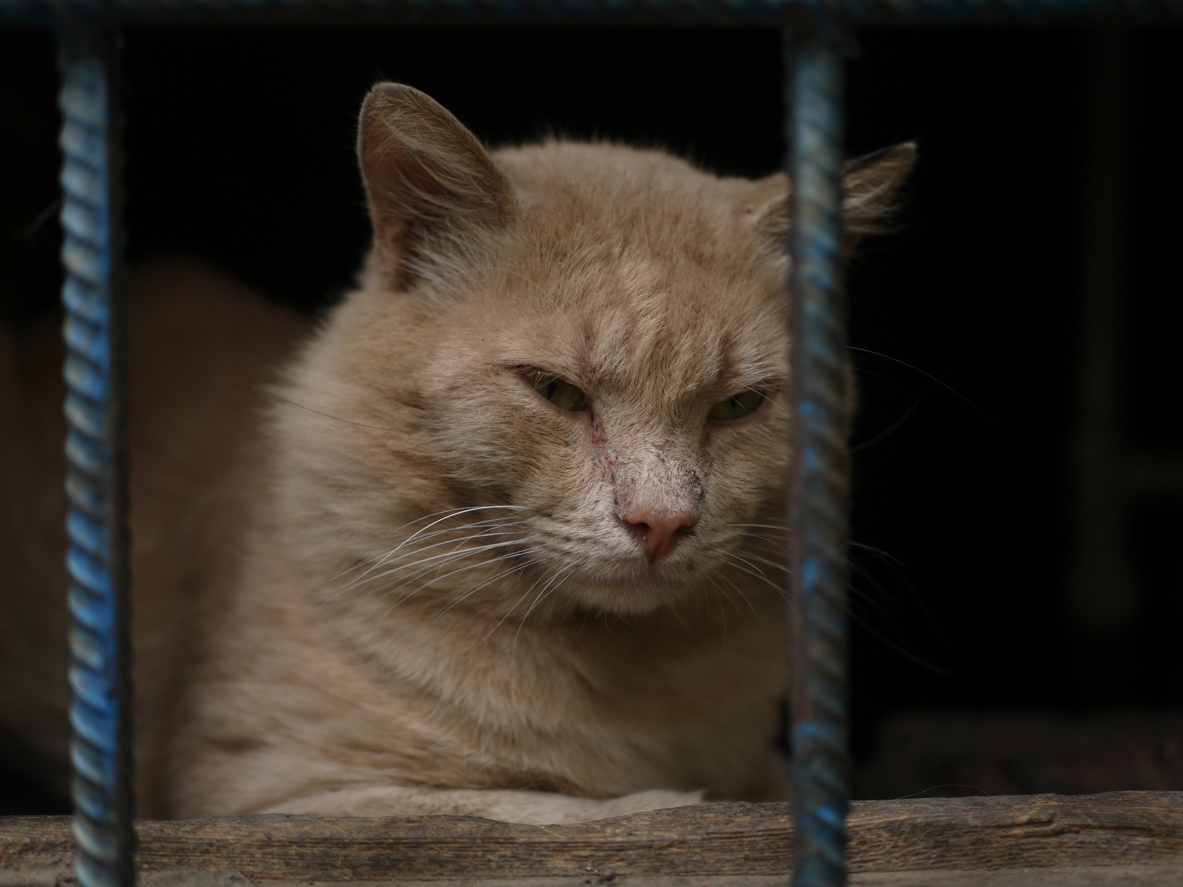 Photo by ignatkushanrev