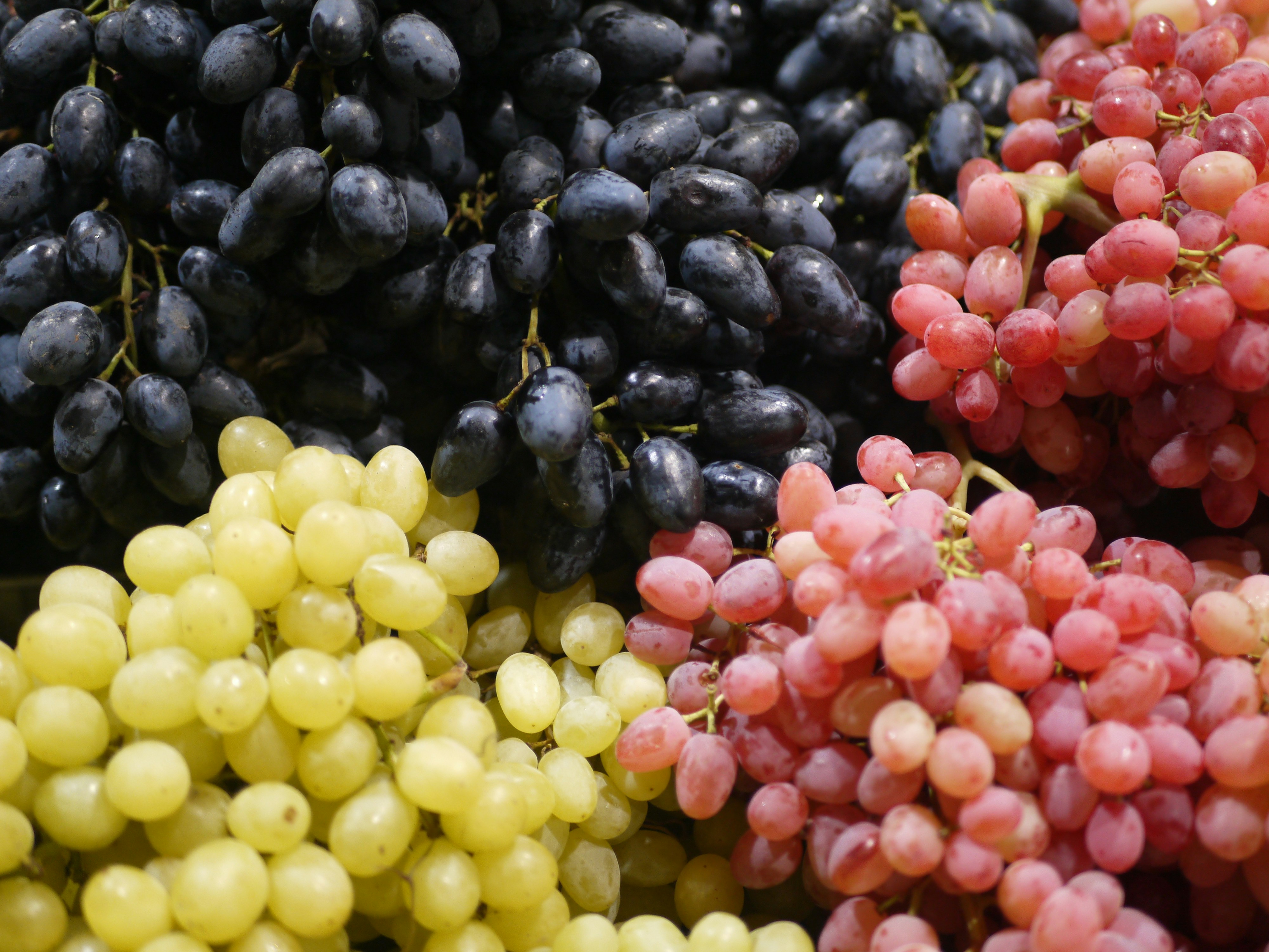 Bunches of black, pink, and green grapes.