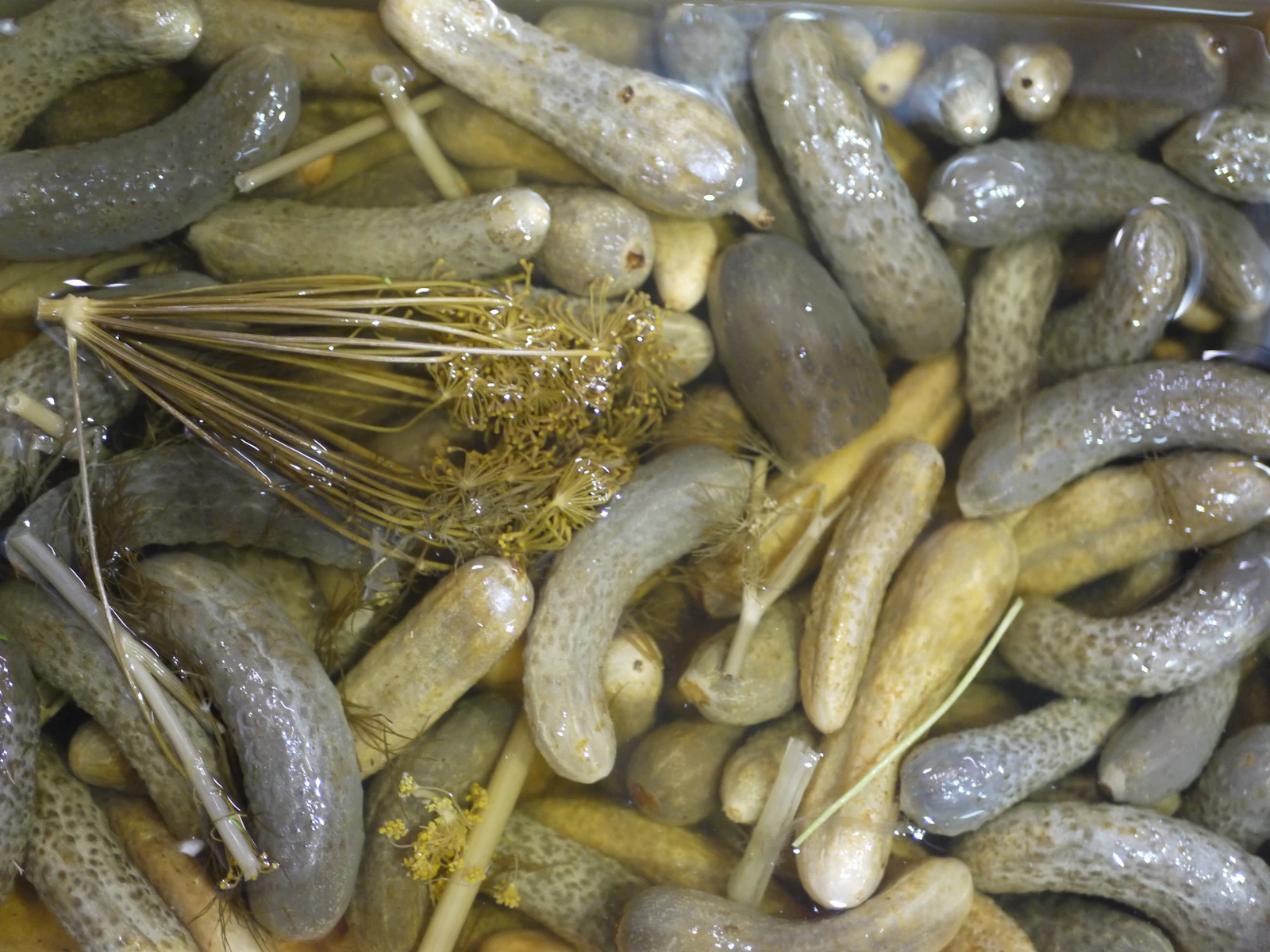 Traditional pickled cucumbers in brine with dill