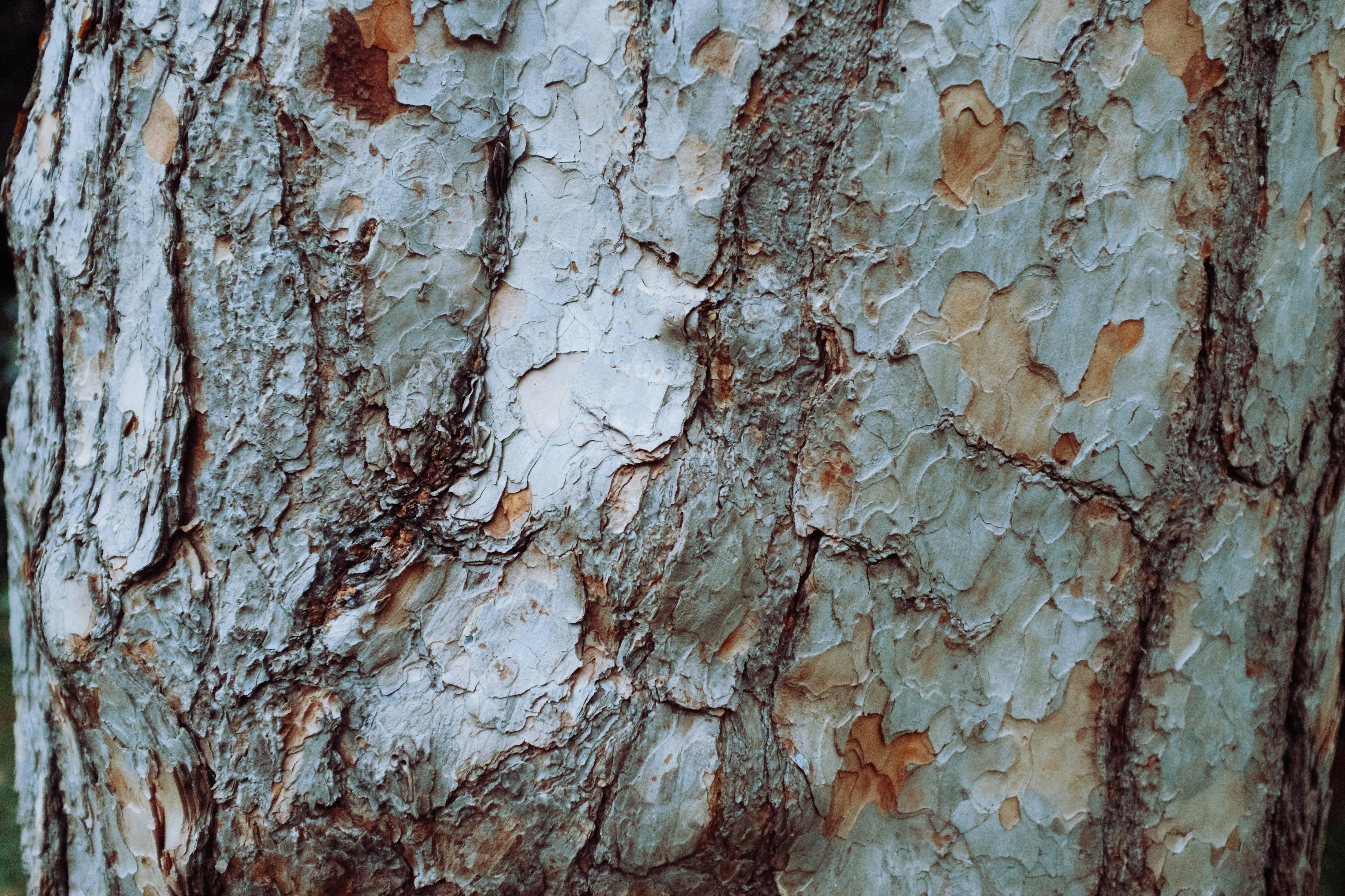 Close-up of textured tree bark with gray and brown tones.