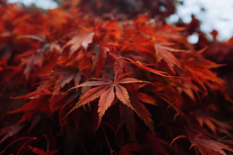 Close-up of vibrant red autumn maple leaves in fall