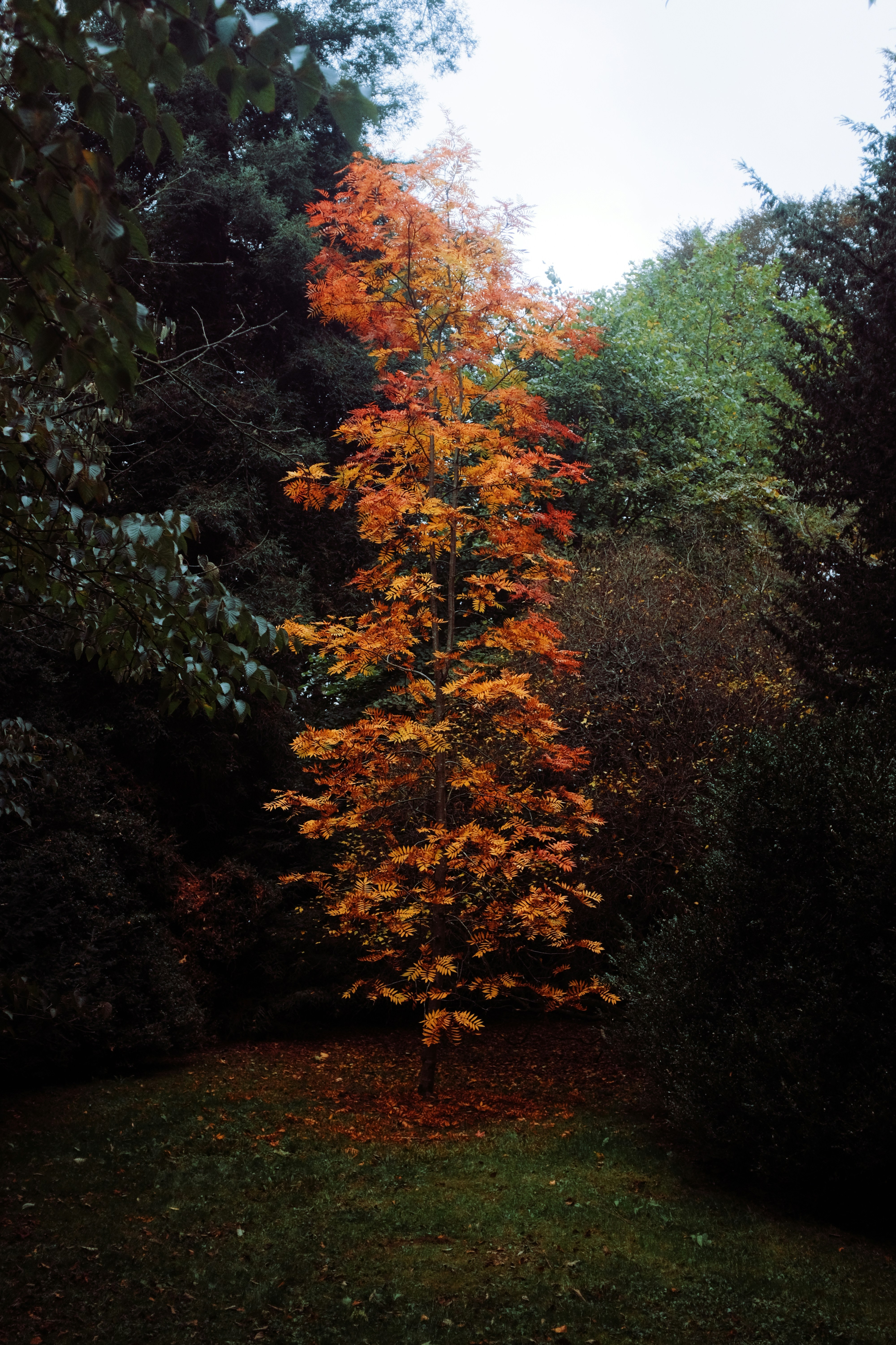 A tree with vibrant orange and yellow autumn leaves