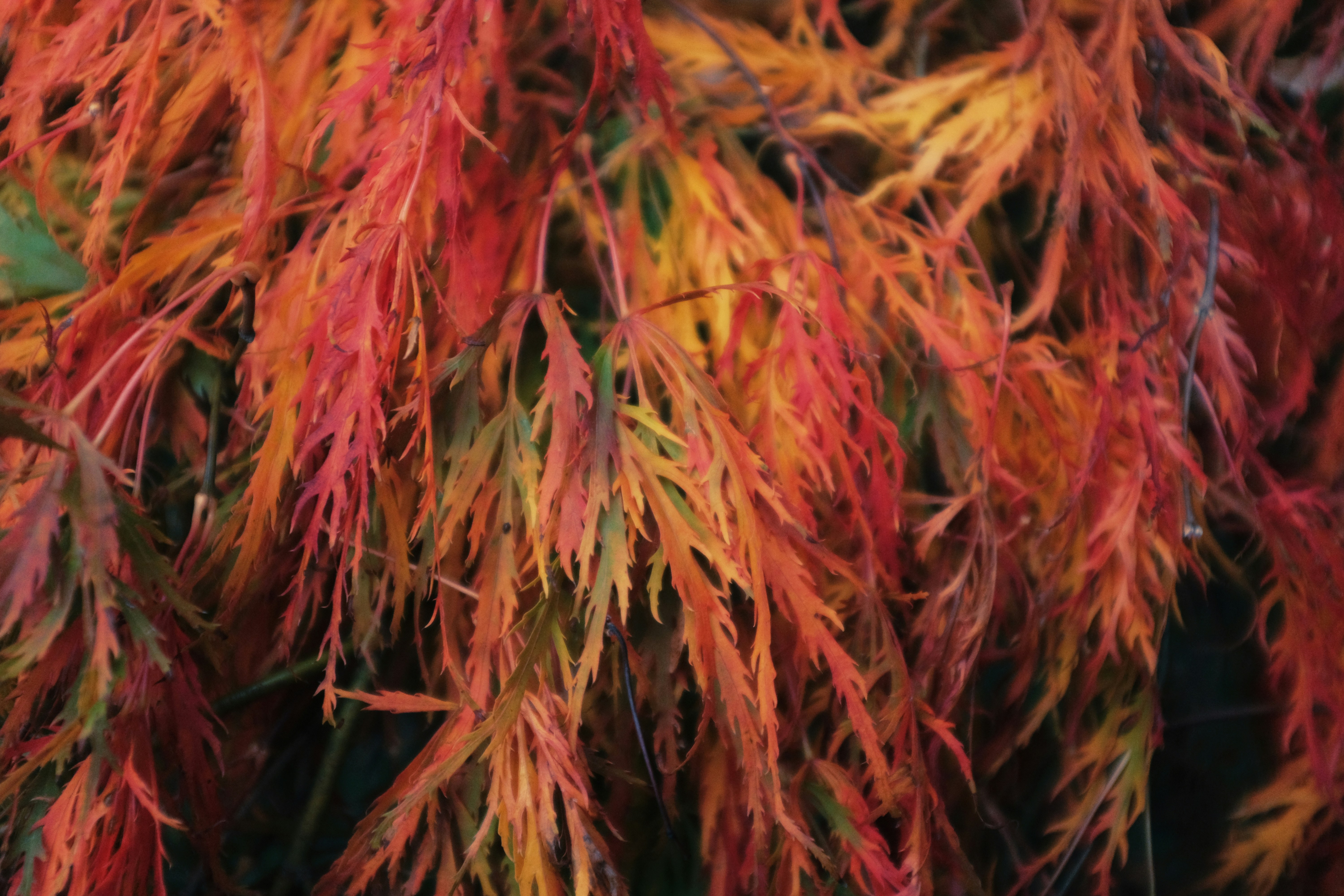 Autumn leaves in vibrant red and orange colors
