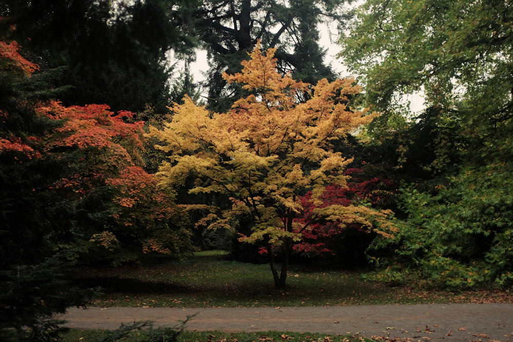 A tree with yellow and orange autumn leaves