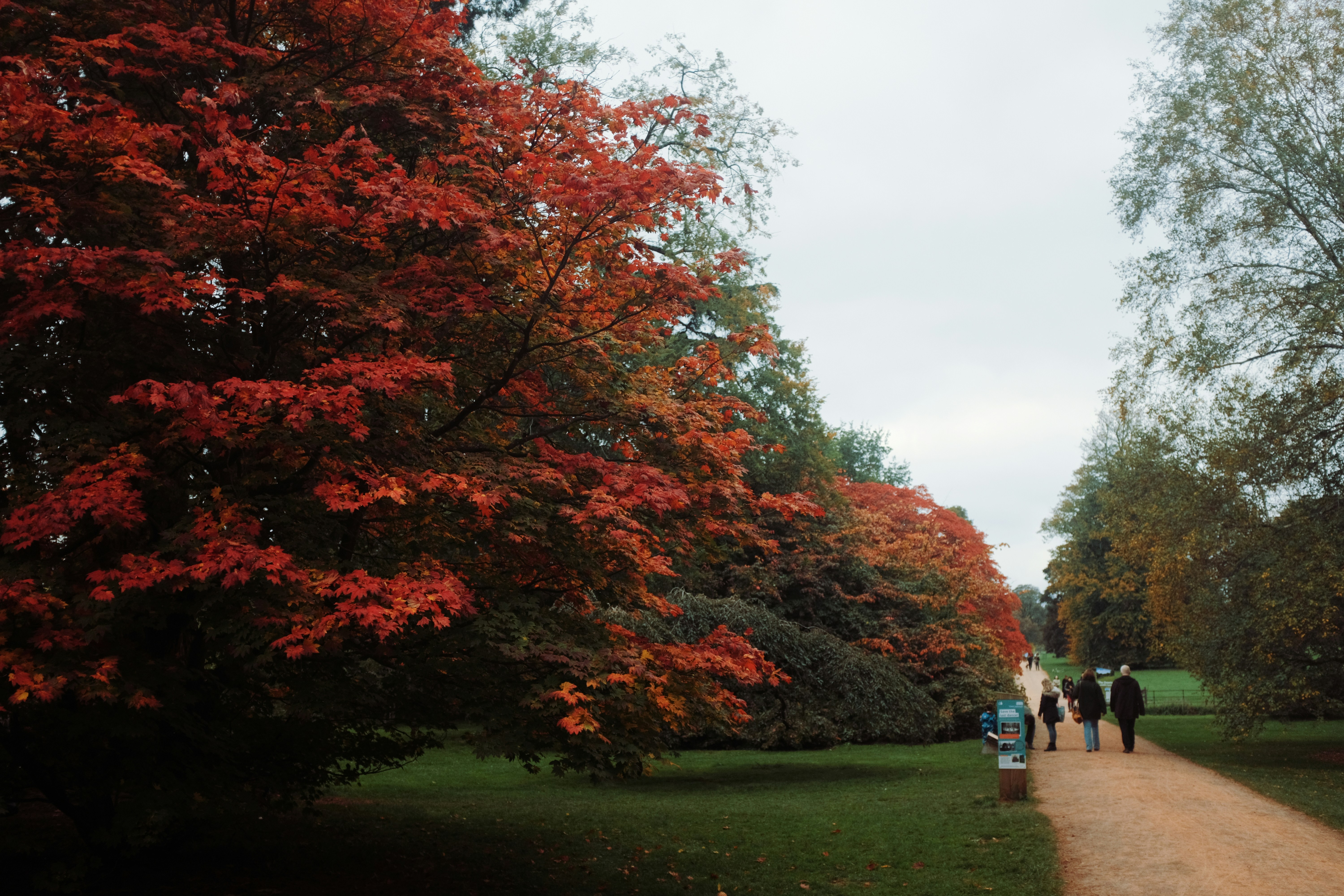 People walking on a path lined with autumn trees.