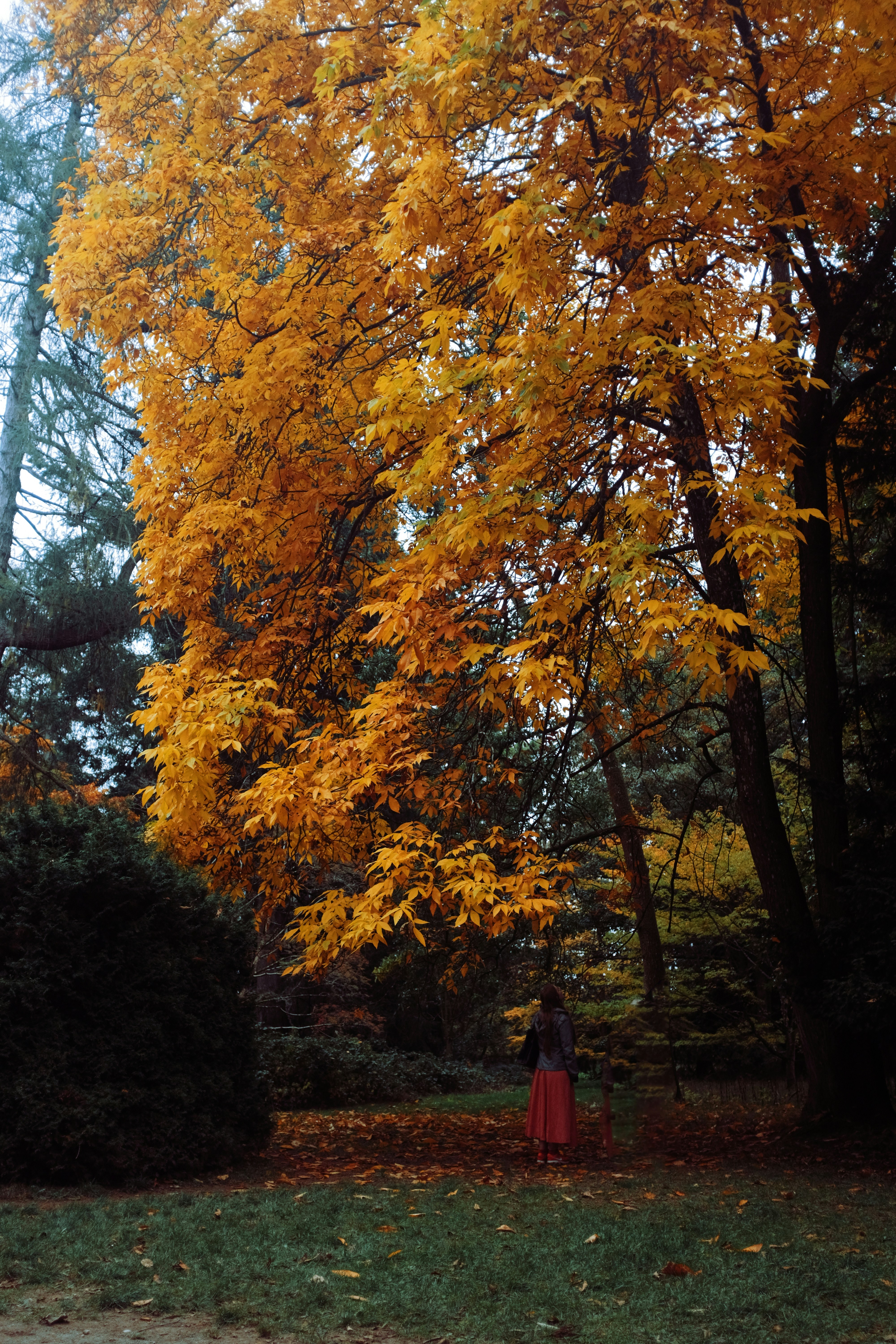 Person standing under a large tree with golden autumn leaves