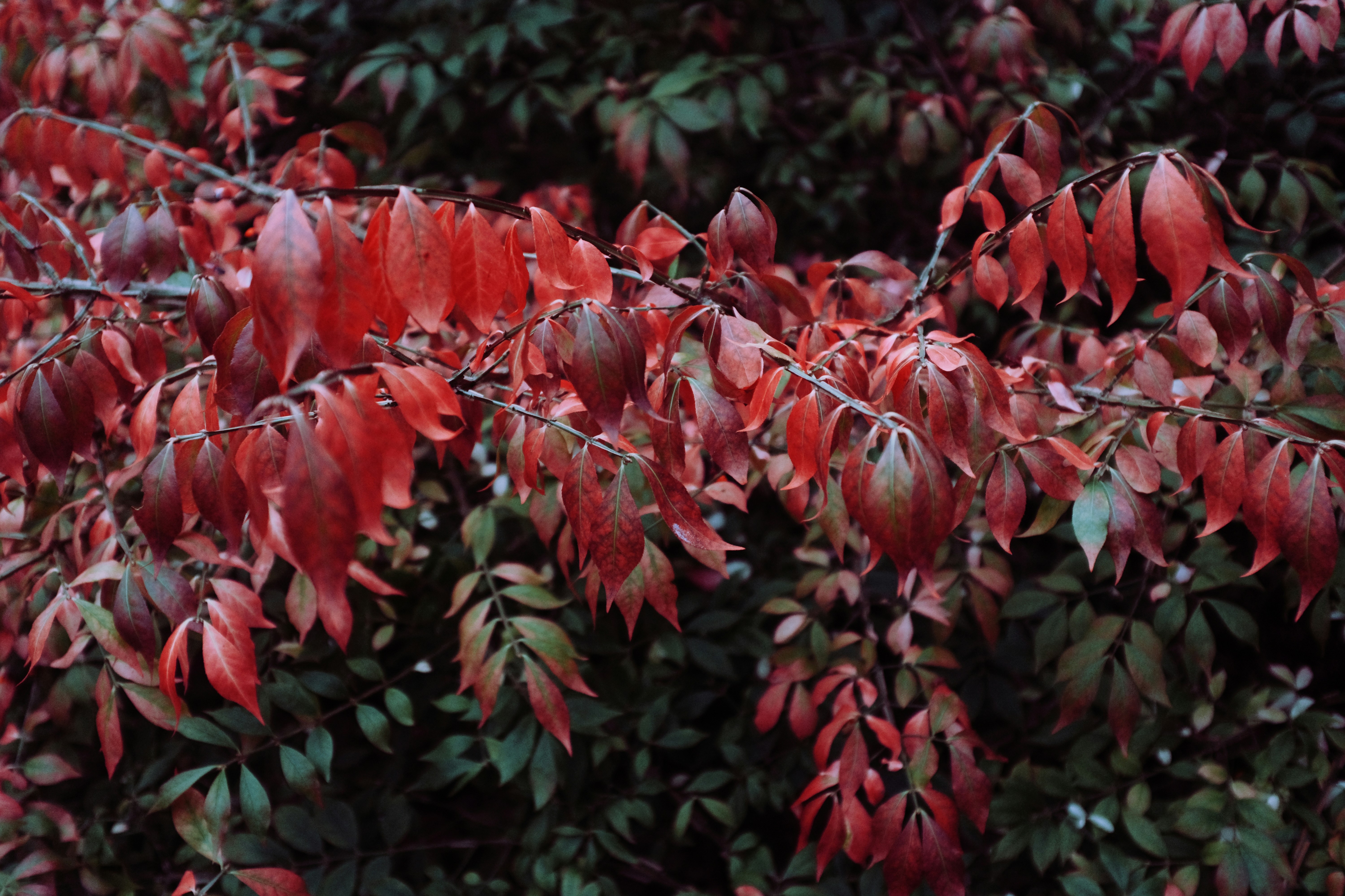 Branches with red and green leaves in autumn.