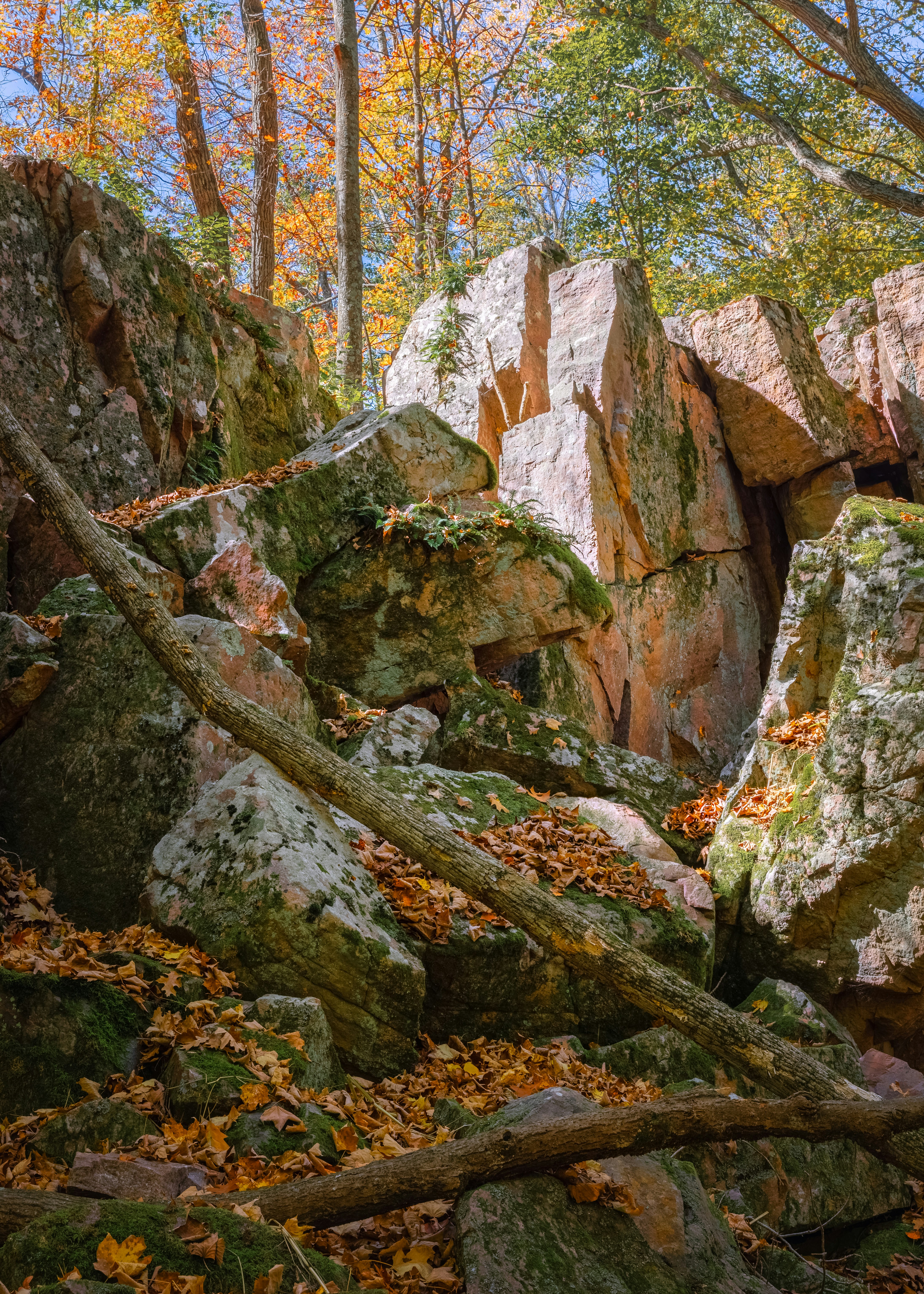 Rocky forest floor covered in autumn leaves