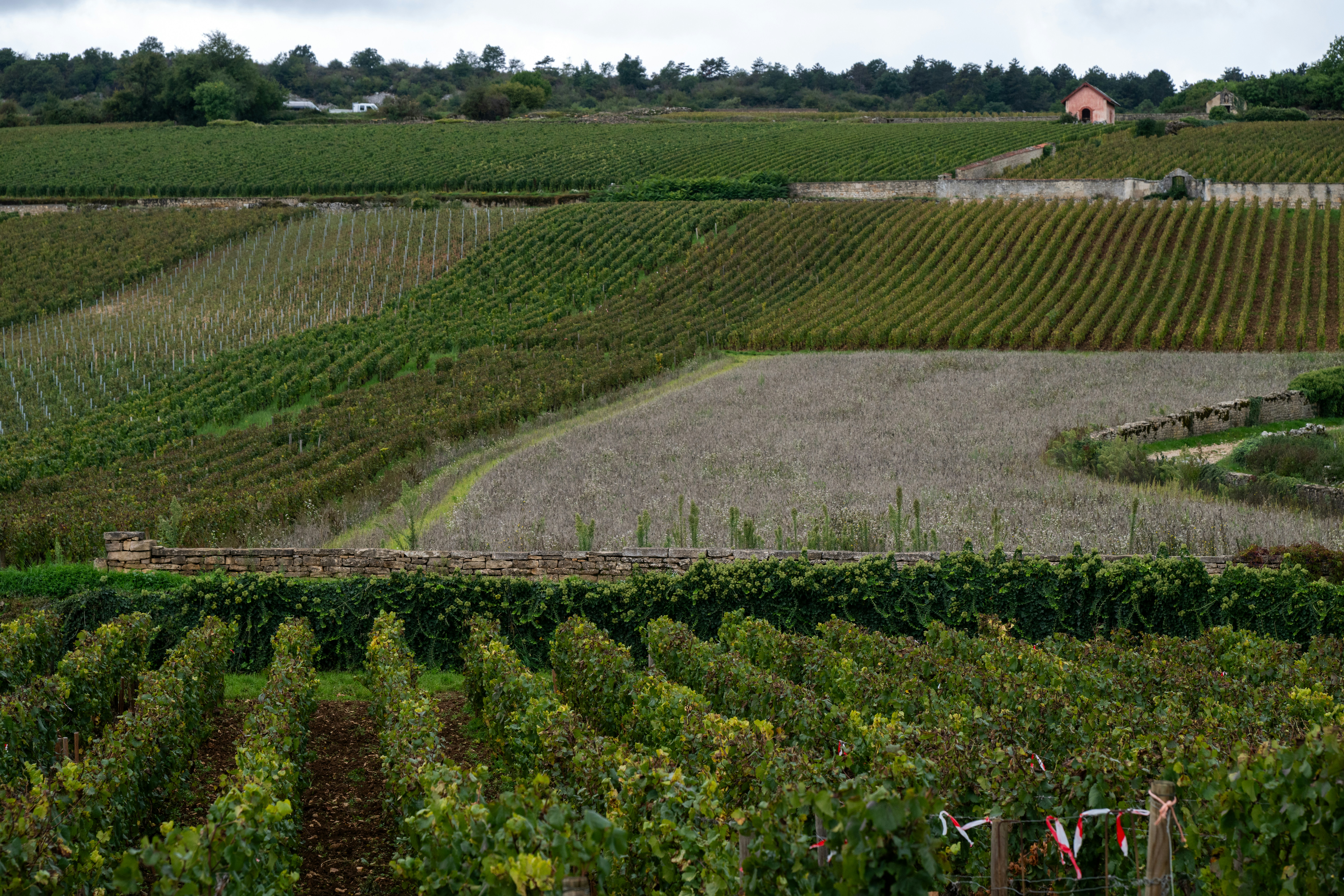 Rolling vineyard hills with a small building in distance