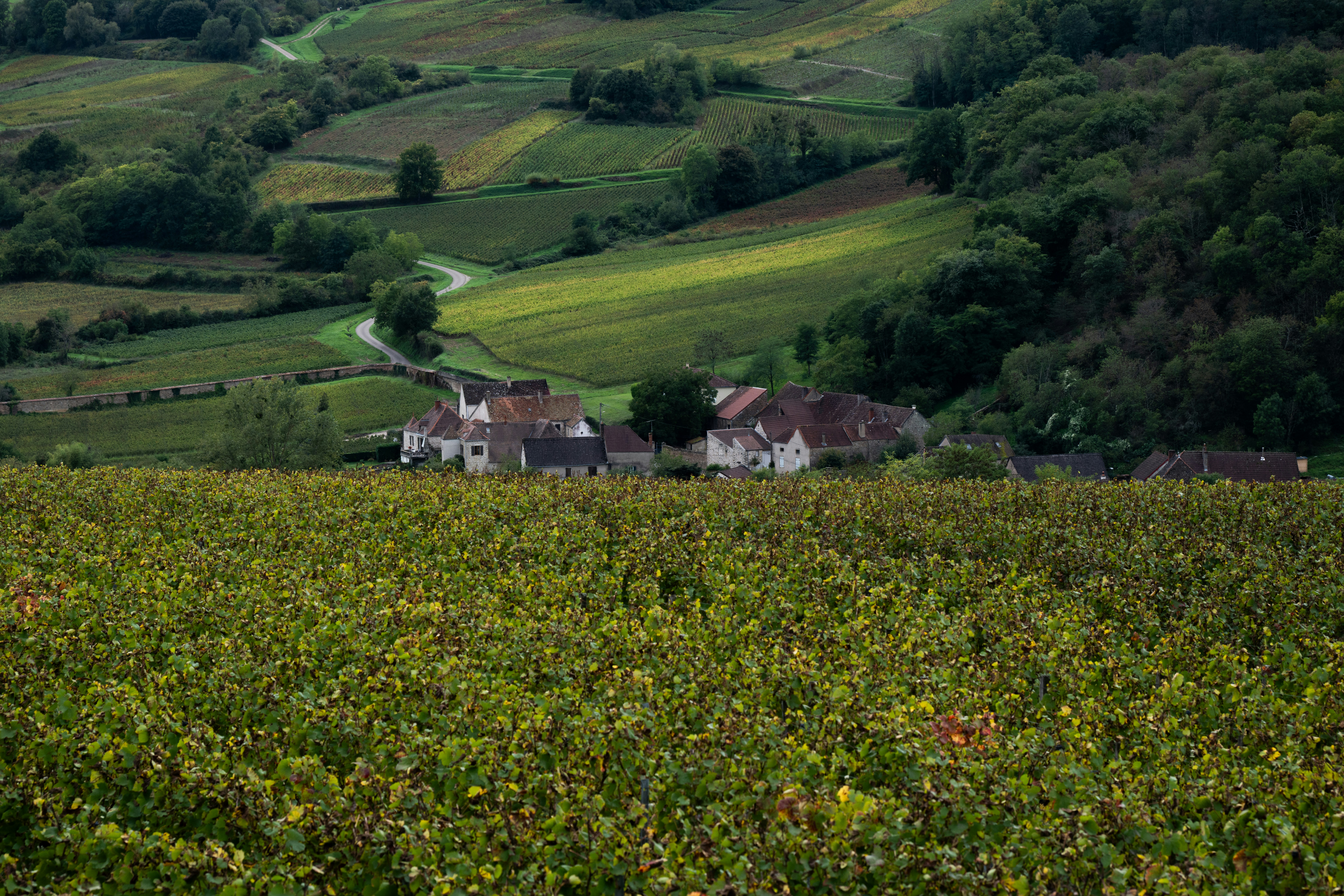 Vineyard landscape with village and rolling hills