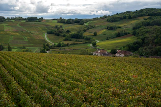 Rolling hills covered in vineyards and trees