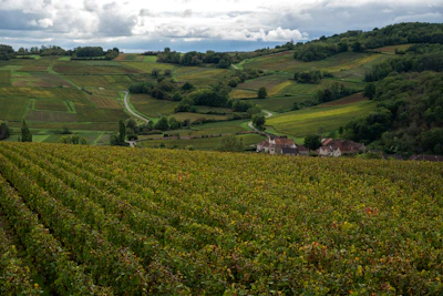 Rolling hills covered in vineyards and trees