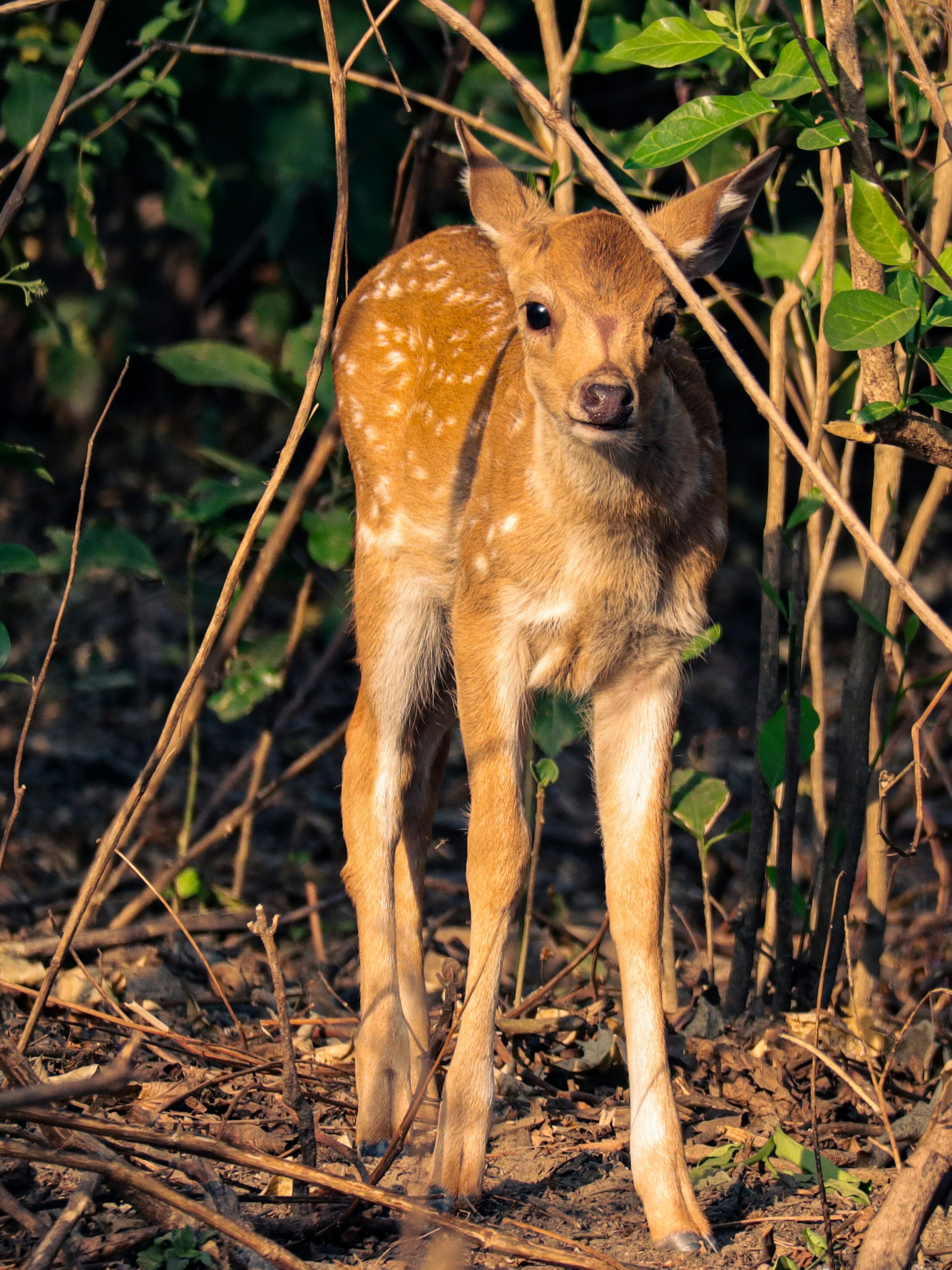 A spotted fawn stands in a wooded area.