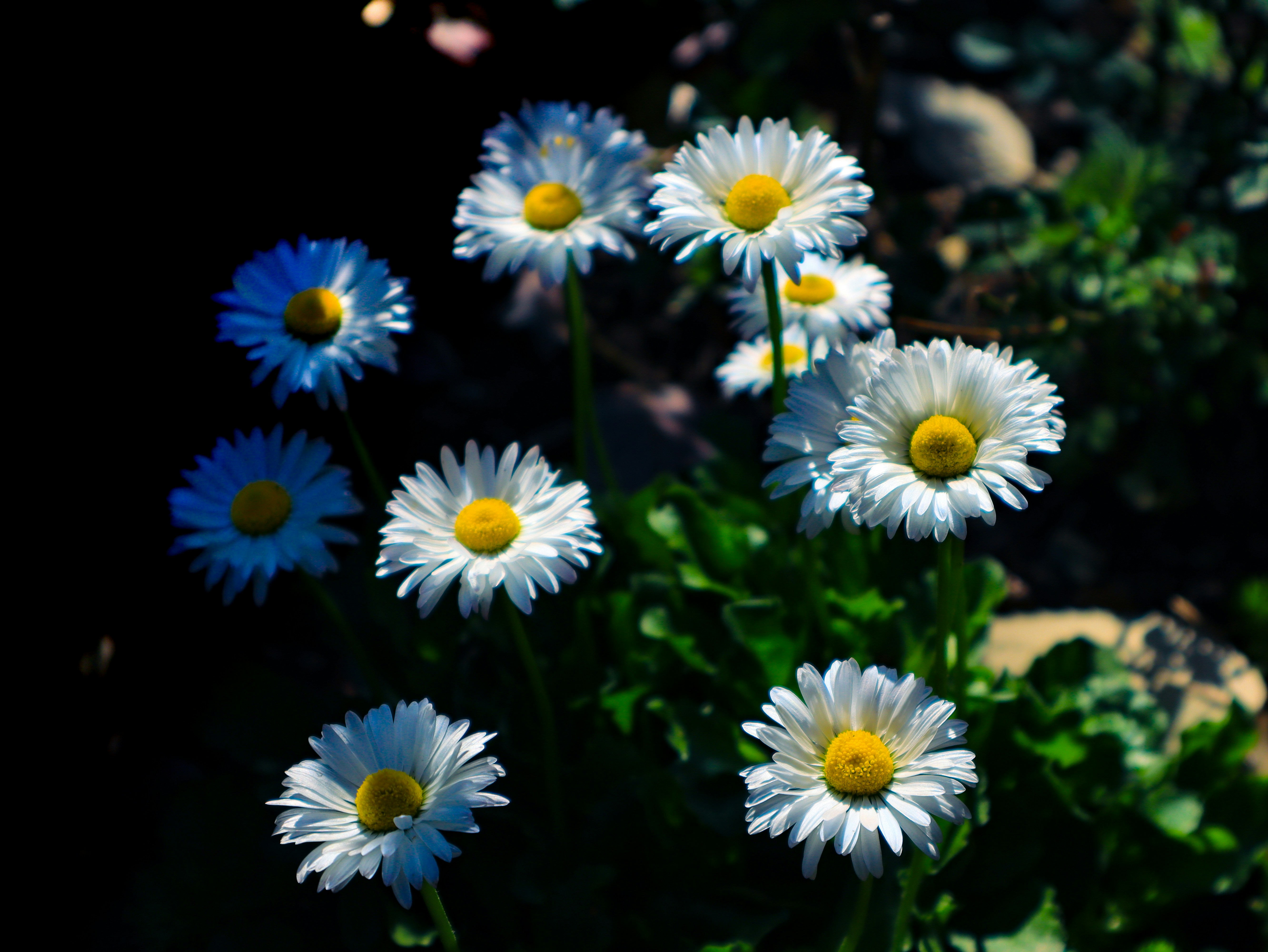 White daisies with yellow centers in sunlight.