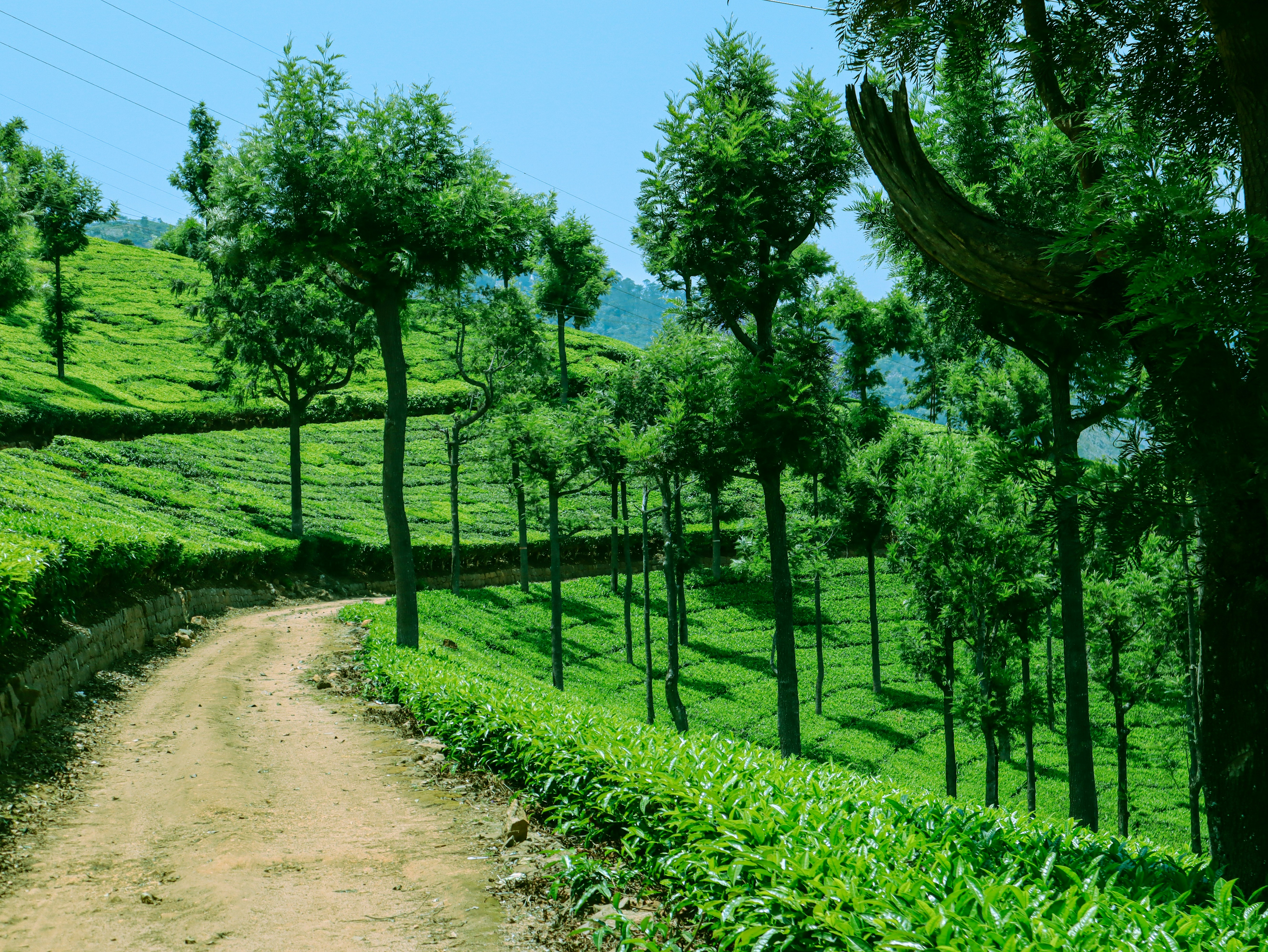 Dirt road through lush green tea plantations and trees