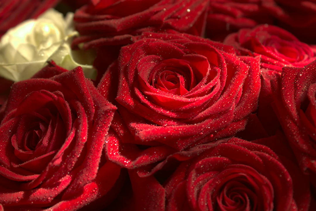 The Crimson Romance