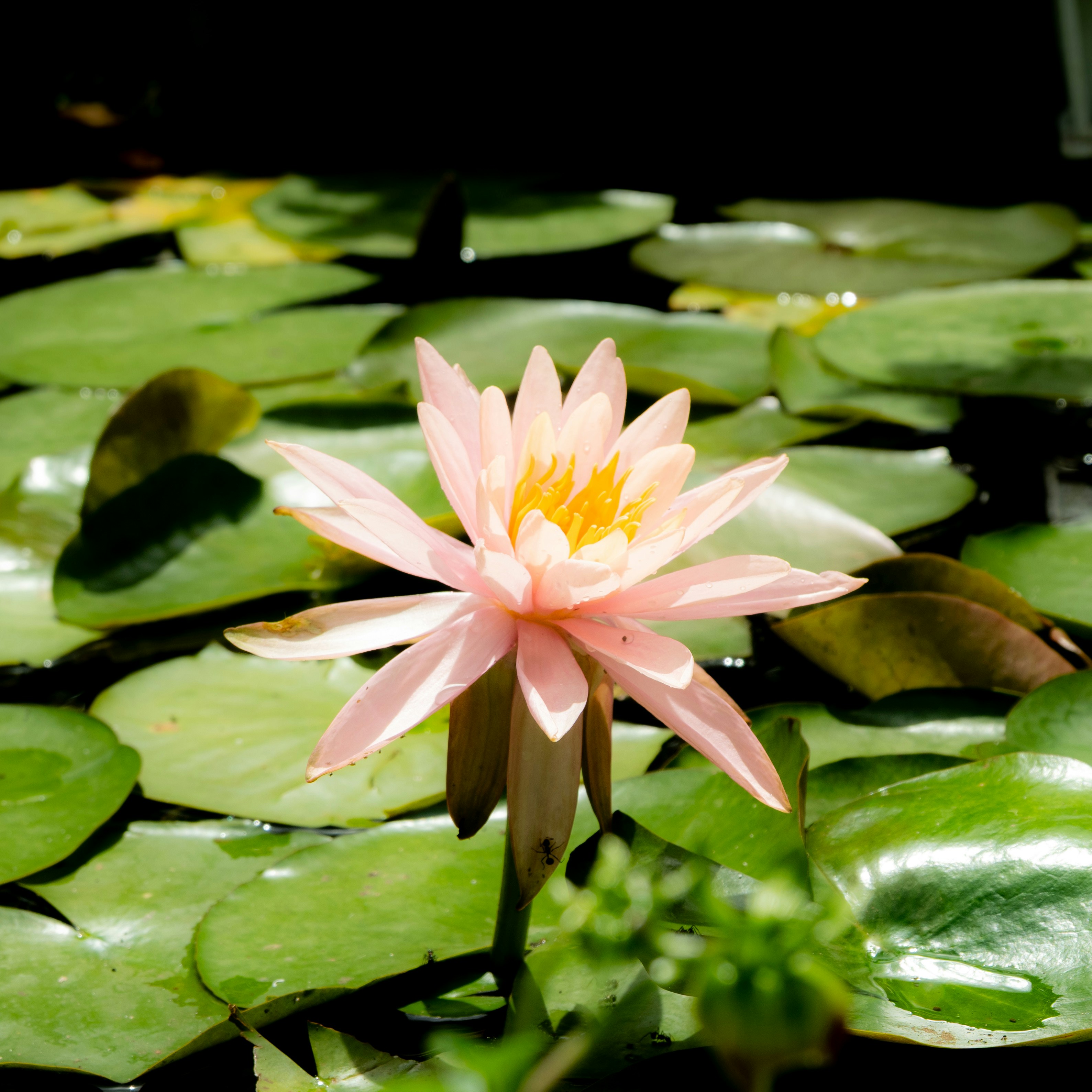 2025-11-26 - 人生就是這樣，即使你不往前，也沒有人會跟你留在原地。

日子還是一天天過去，時間還是一點點流逝，

但是在這樣繁雜的時時刻刻之間，

試著看見自己當下的努力，