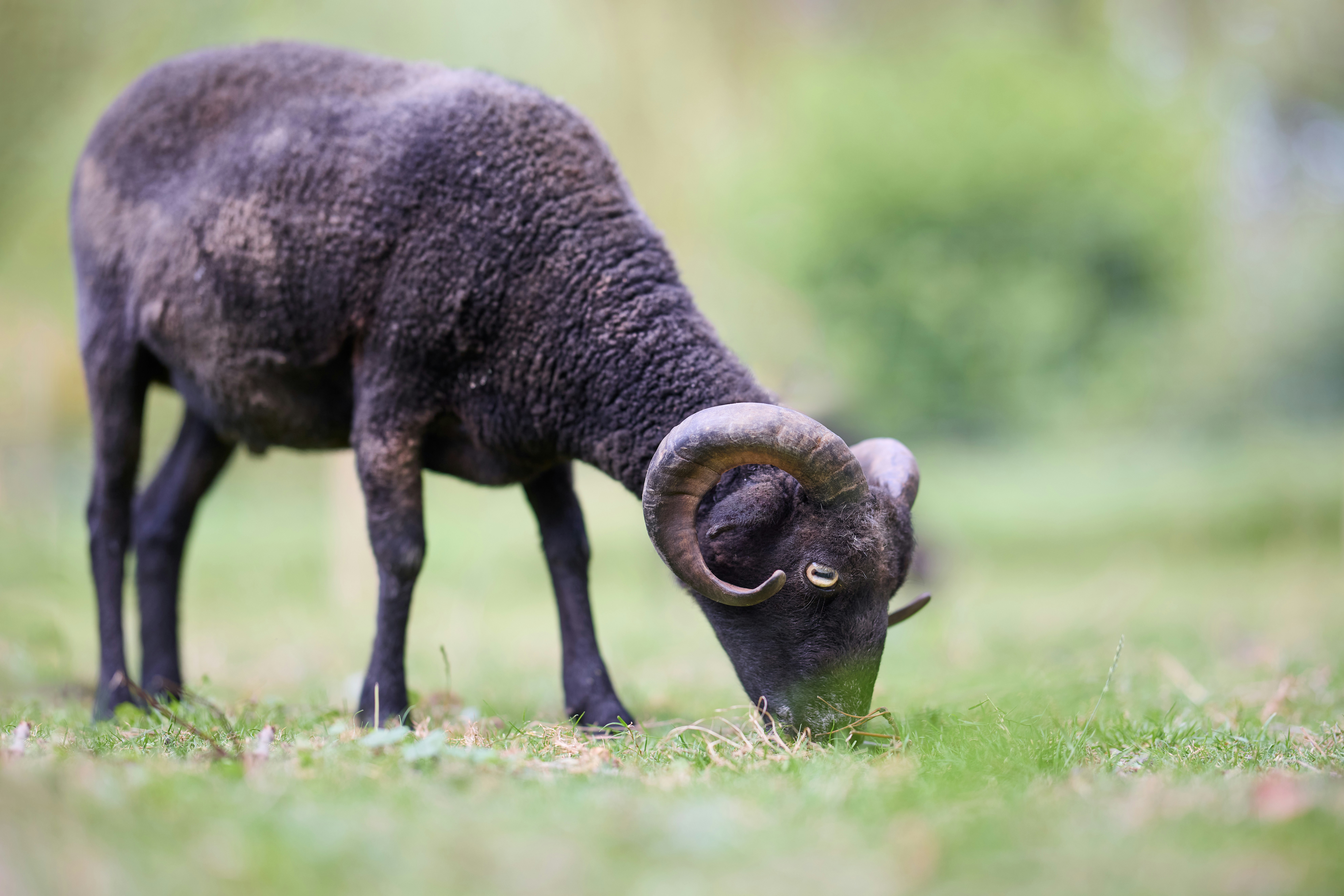 Photo by erwinbosman