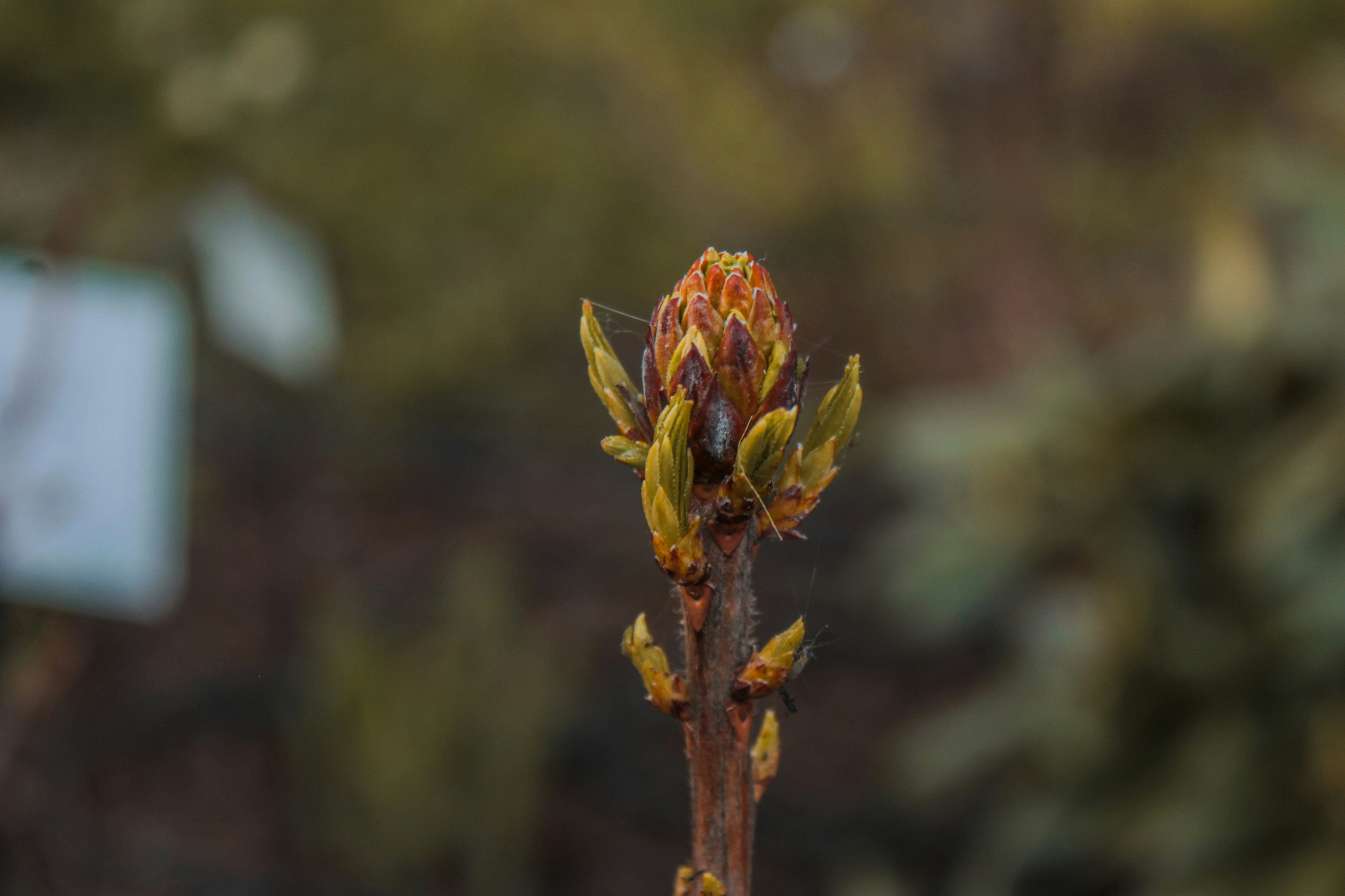 Photo by vvehkalahti