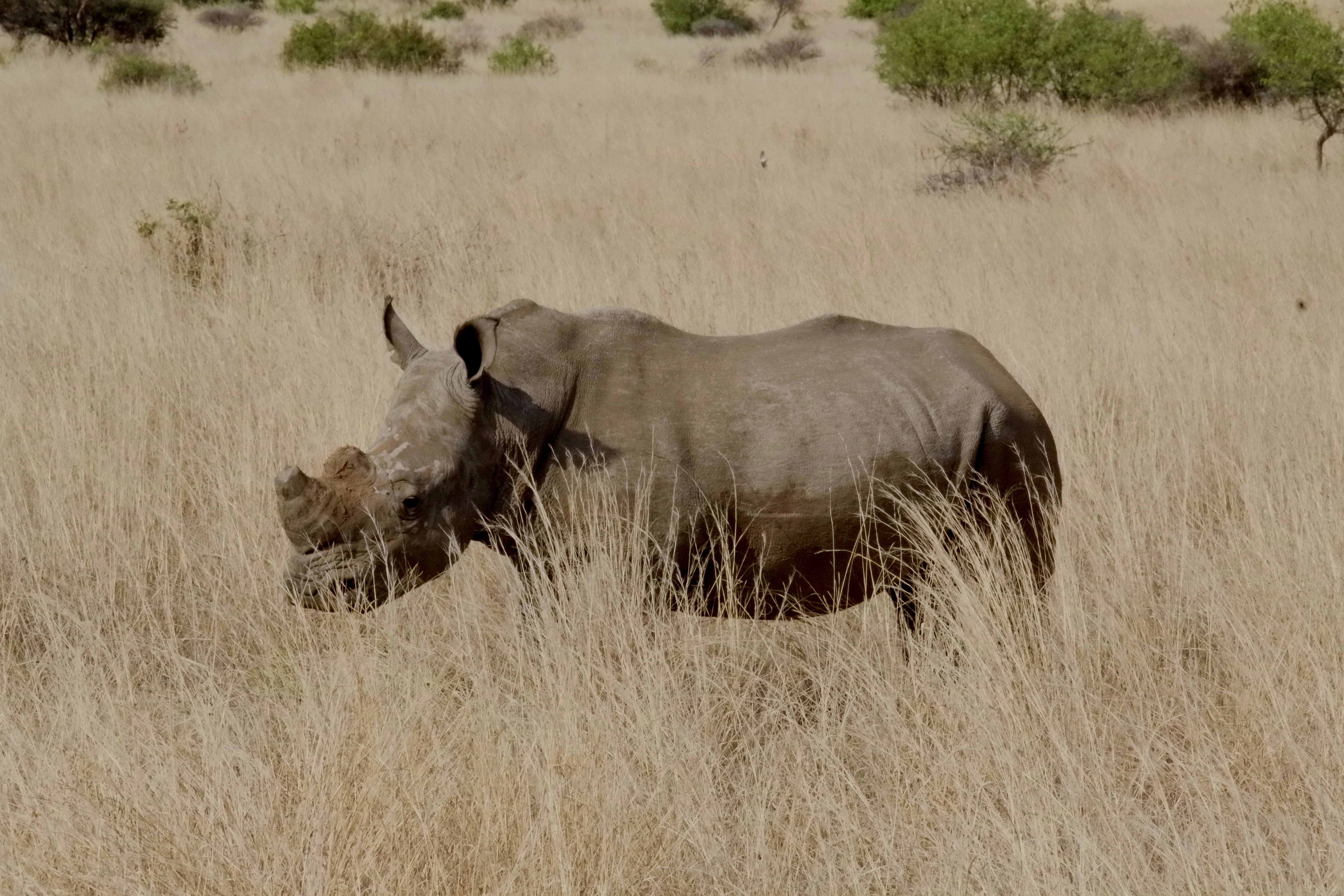 A rhinoceros stands in dry, tall grass.