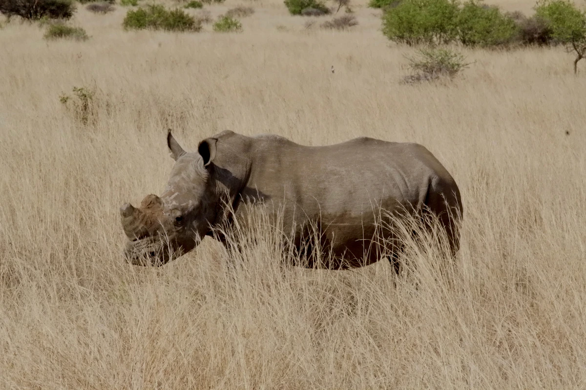 Conservation Tourism: How Your Safari Helps Protect Wildlife