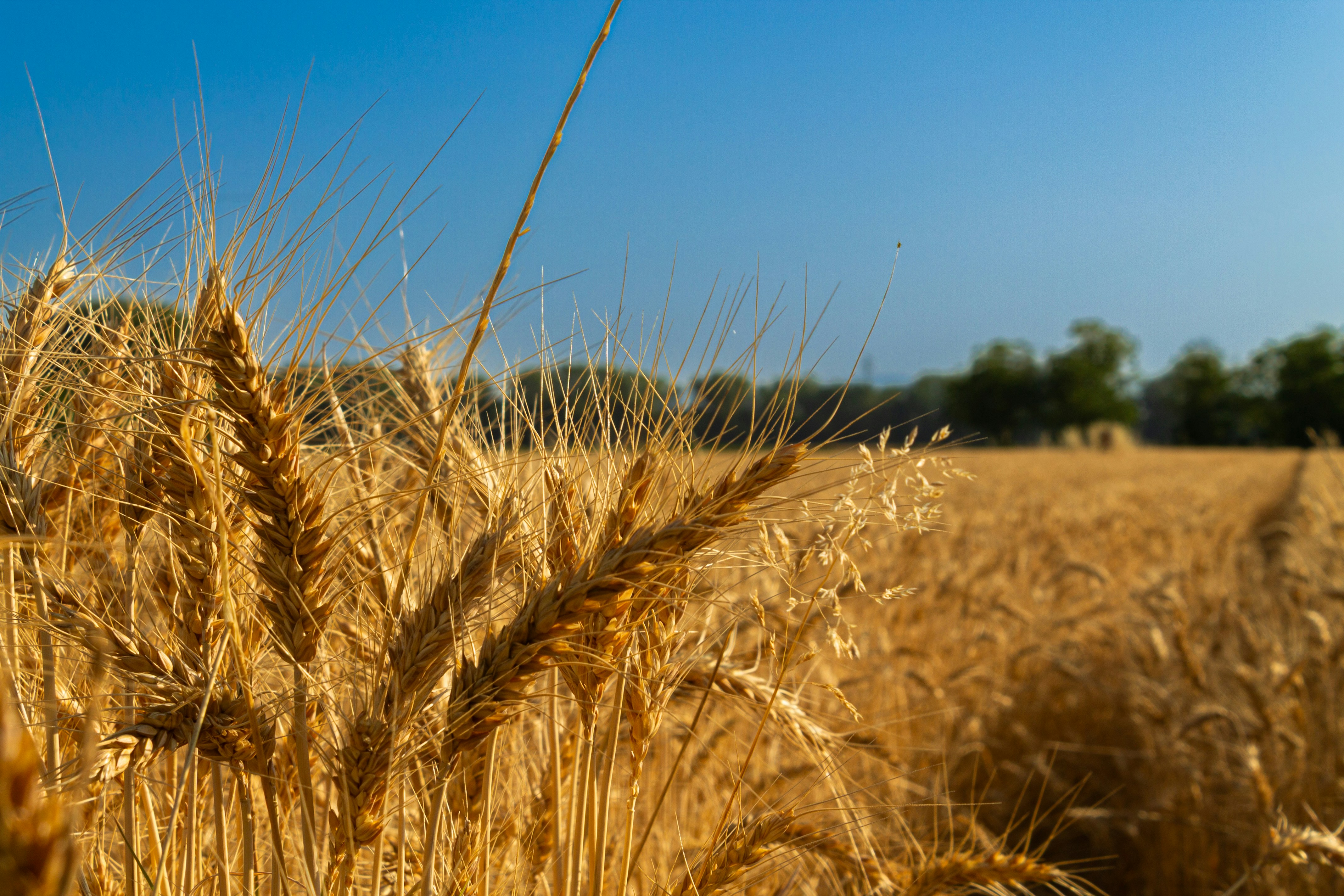 Close-up of golden wheat ears.