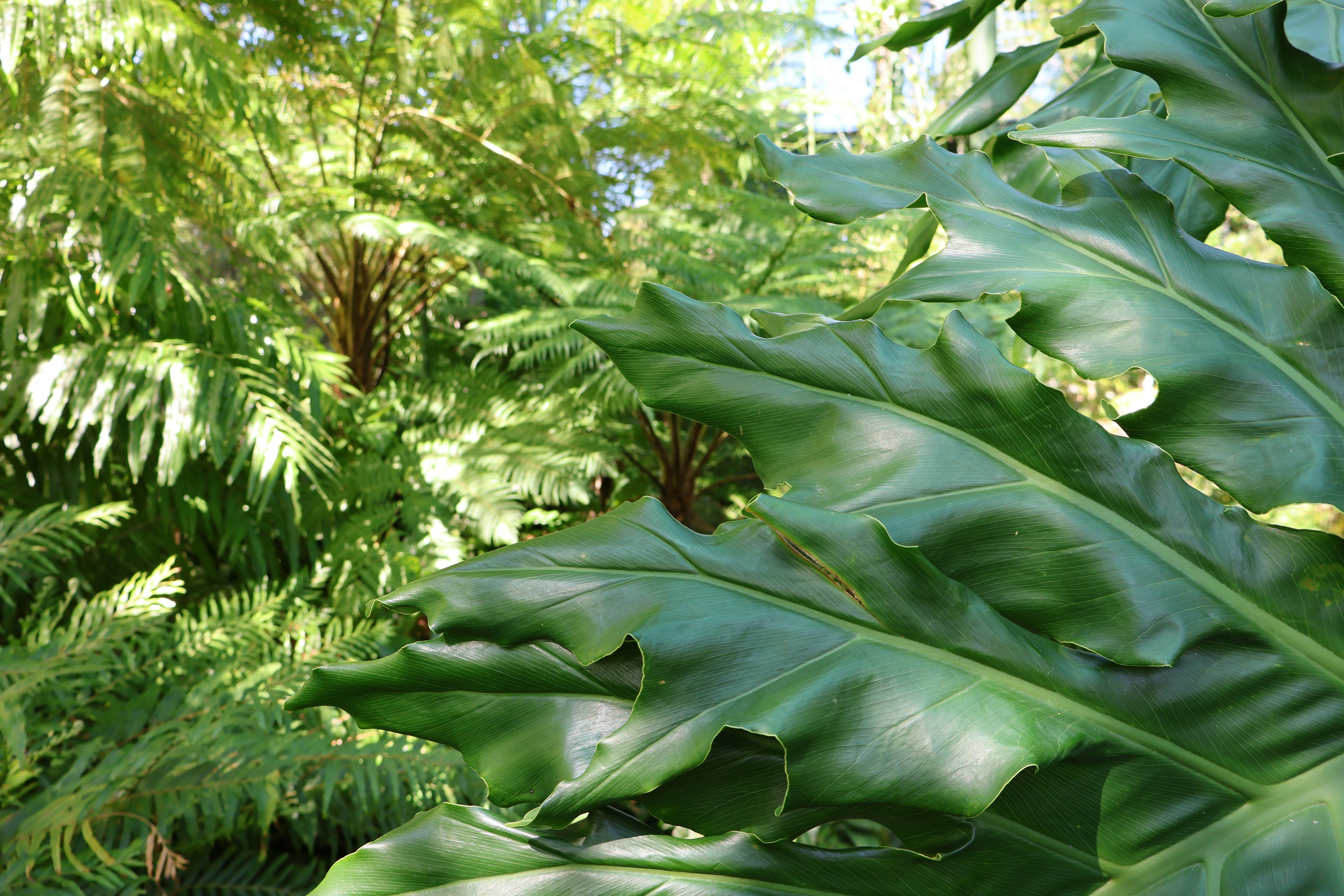 Lush green tropical foliage with large leaves in sunlight.
