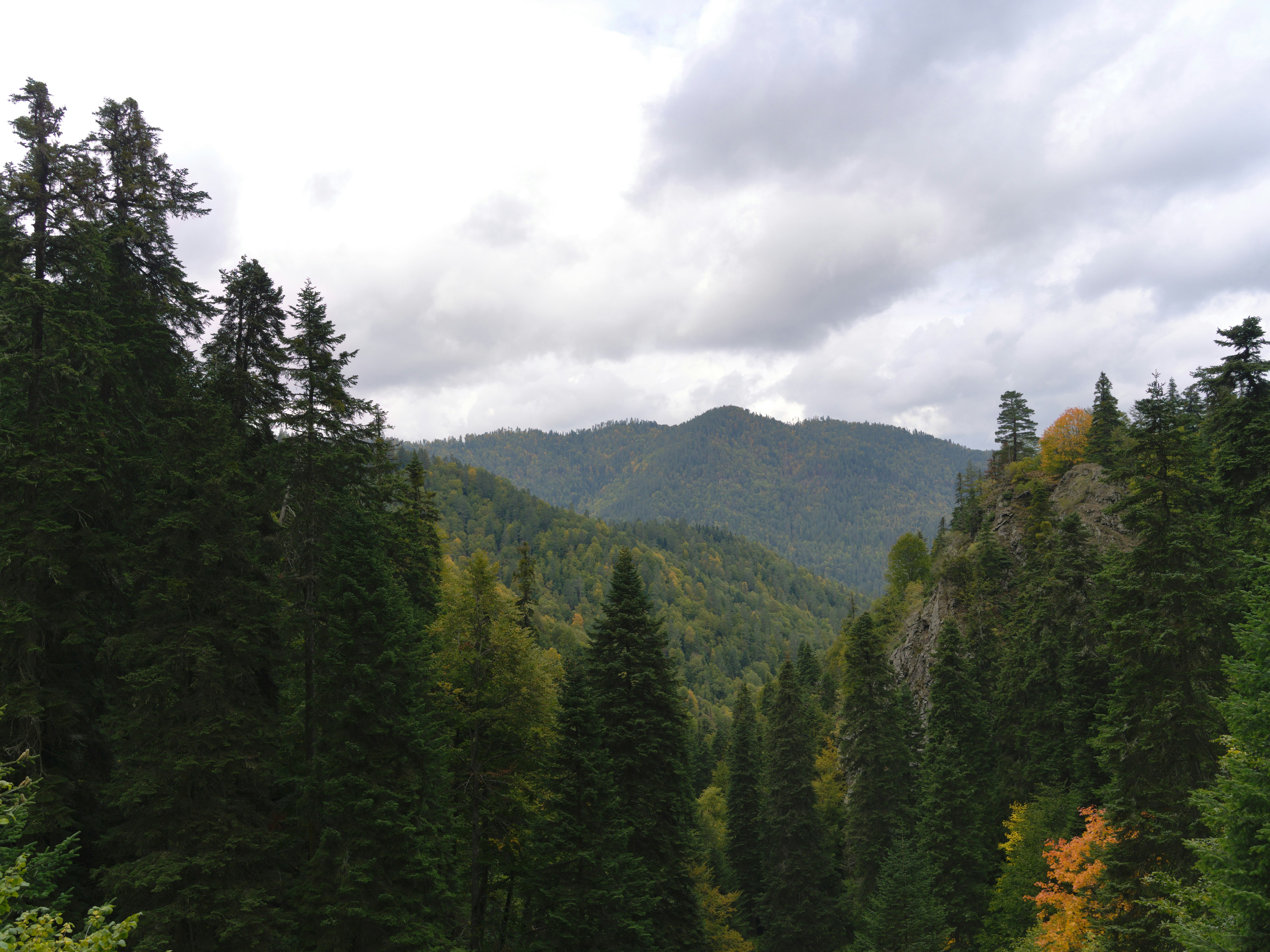 Dense evergreen forest with distant misty mountains